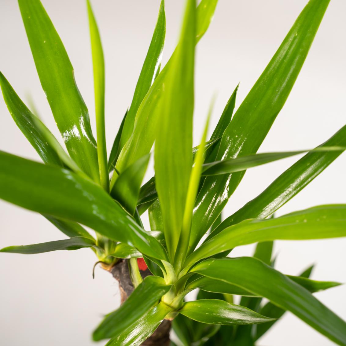Nahaufnahme der Blätter einer Yucca Palme