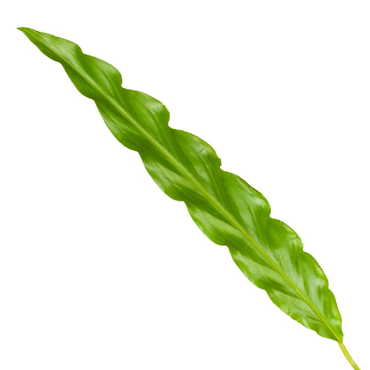 Zimmerplanze Korbmarante Calathea BluegrassNahaufnahme eines Blattes