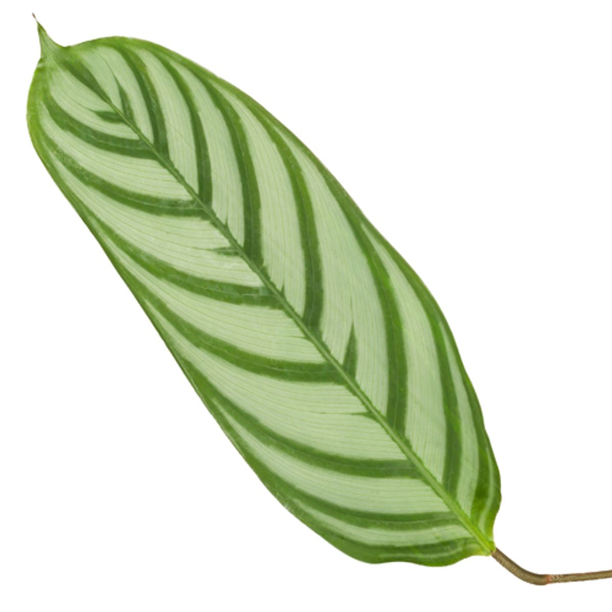 Korbmarante Calathea Compactstar Blatt