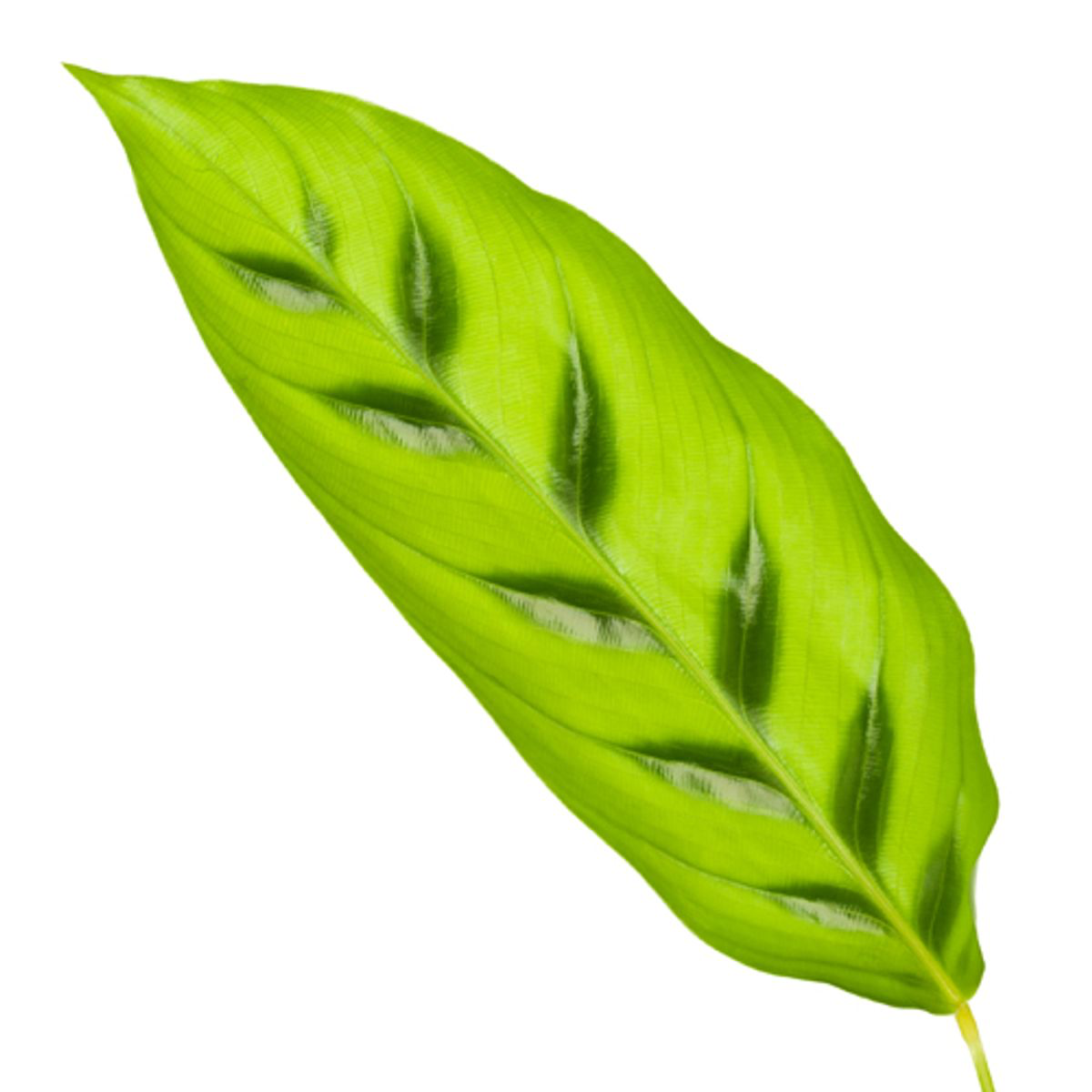 Blatt einer Gebets-Pflanze Calathea Leopardina 