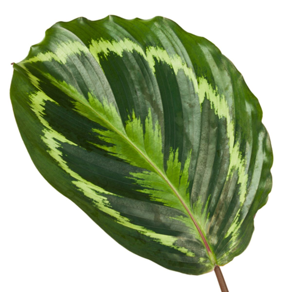Blatt einer Korbmarante Calathea Medallion