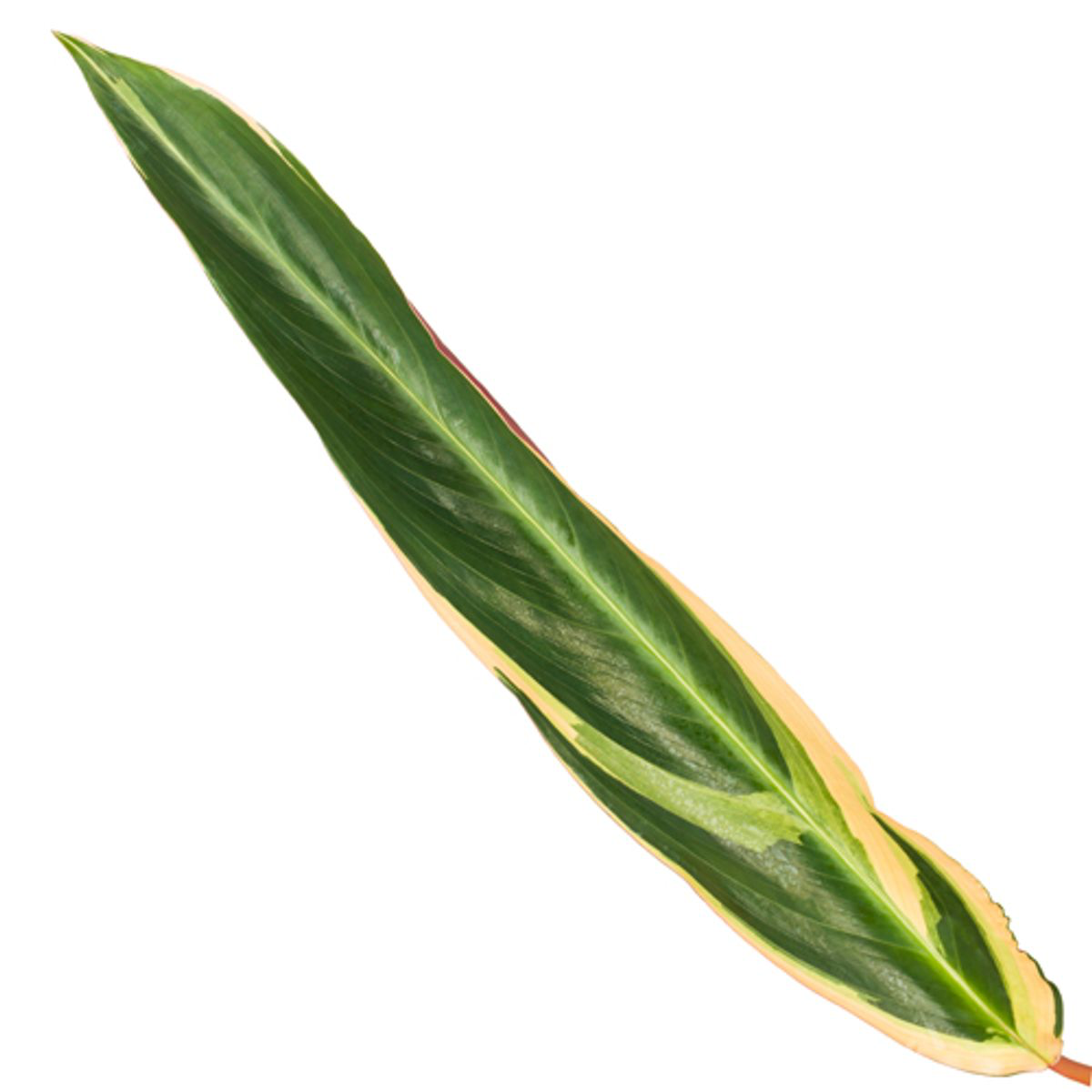Blatt der Zimmerpflanze Dreifarbige Korbmarante Calathea Triostar (Stromanthe)