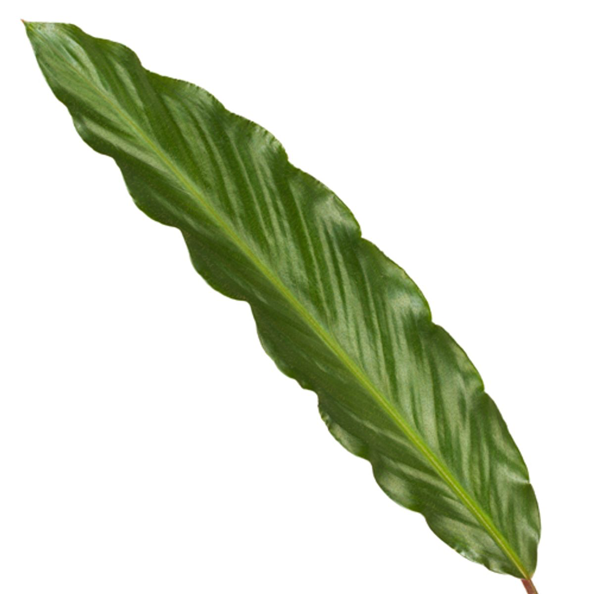 Zimmerpflanze Korbmarante Calathea Wavestar Blatt
