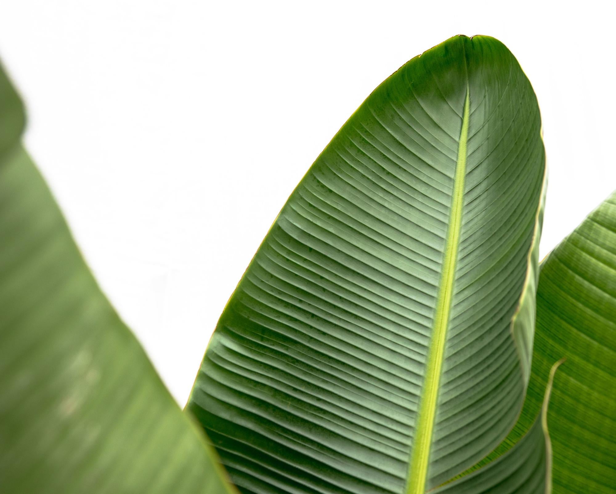 Blatt der XXL Strelitzia