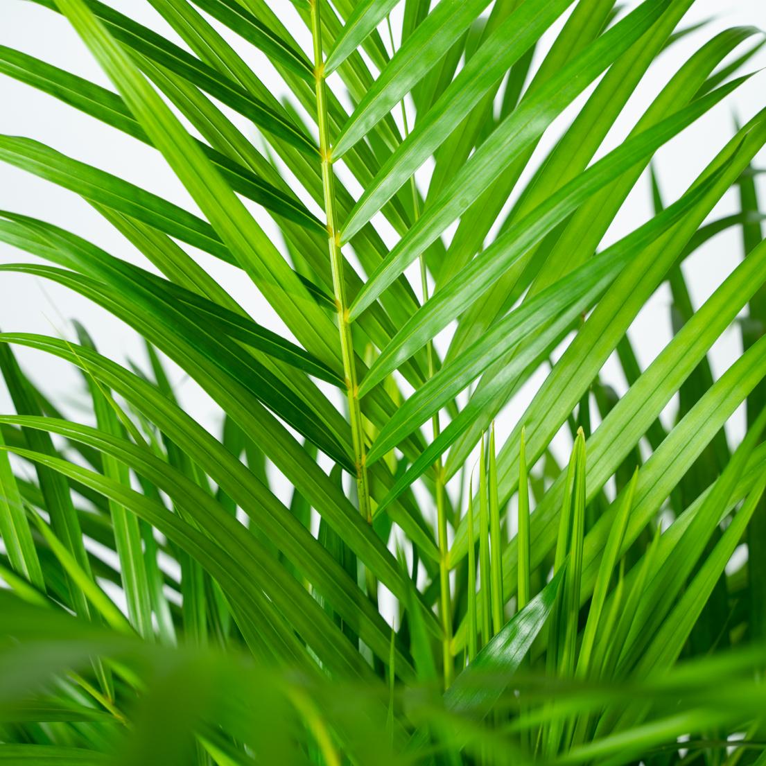 Blätter einer Goldfruchtpalme Areca (Dypsis Lutescens) Nahaufnahme