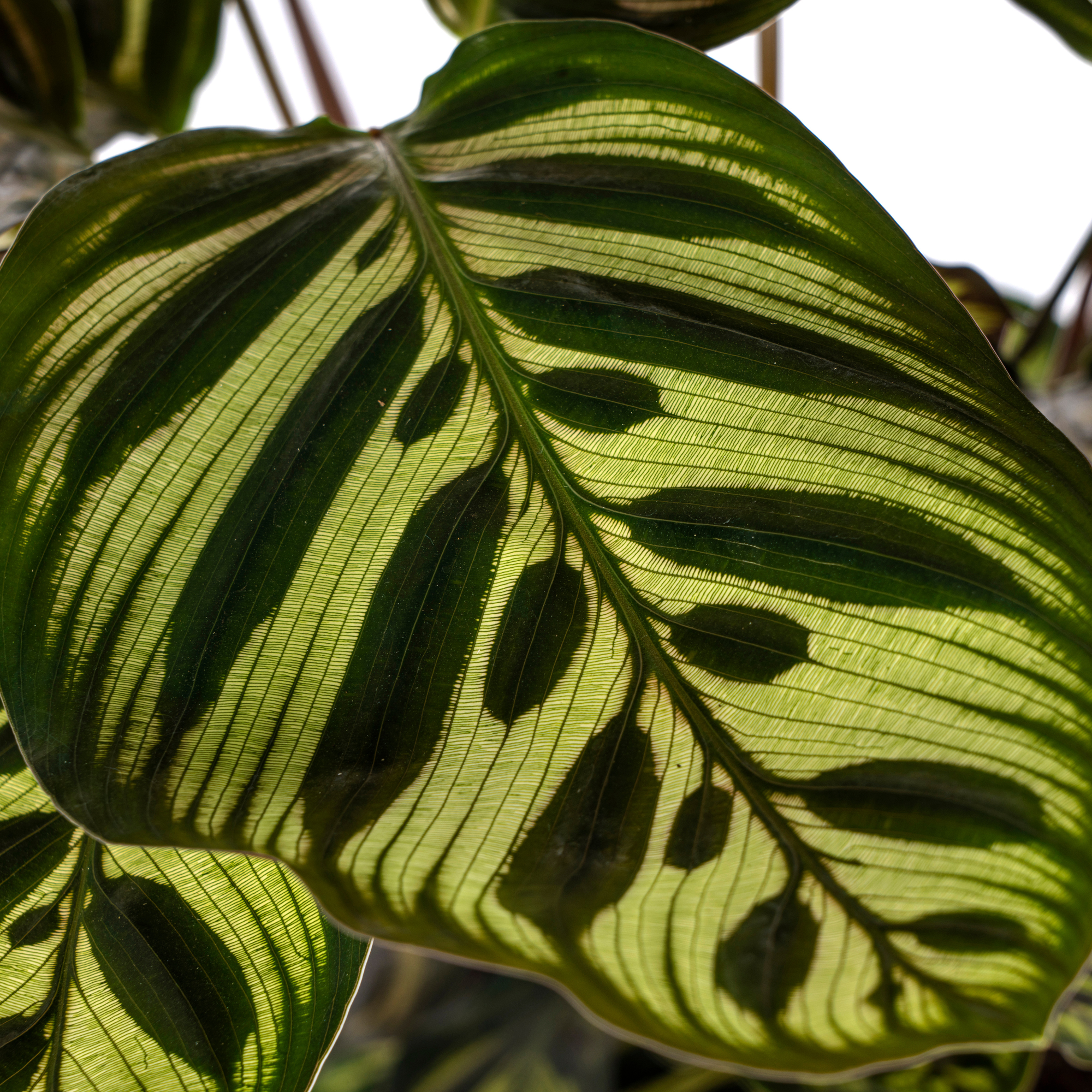 Blatt einer Topfpflanze Pfauenpflanze Calathea Makoyana