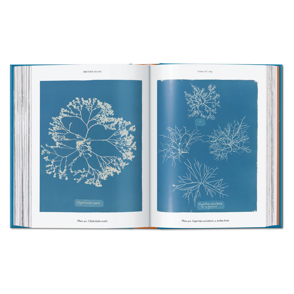 beispielseite der blauen pflanzen illustrationen