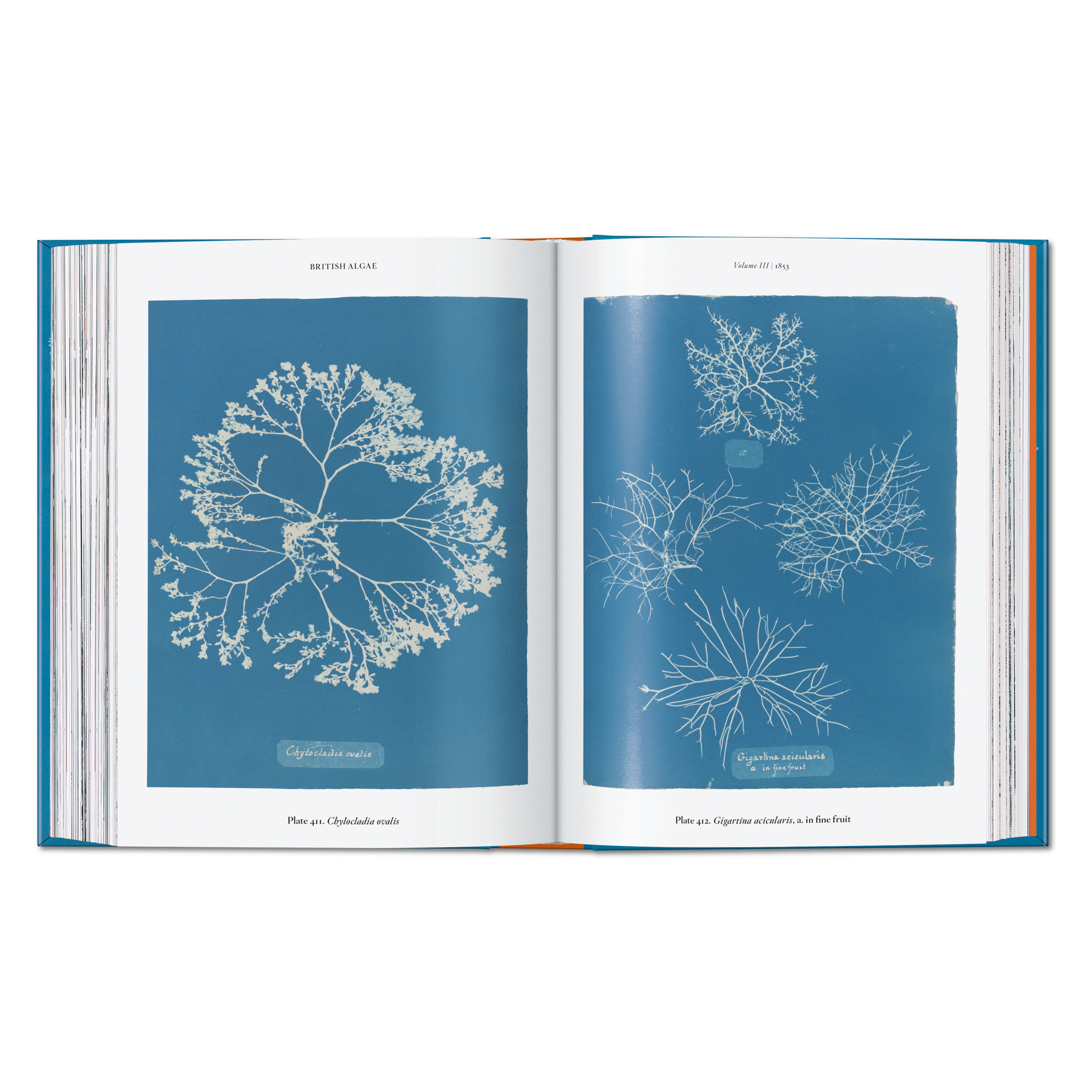 beispielseite der blauen pflanzen illustrationen