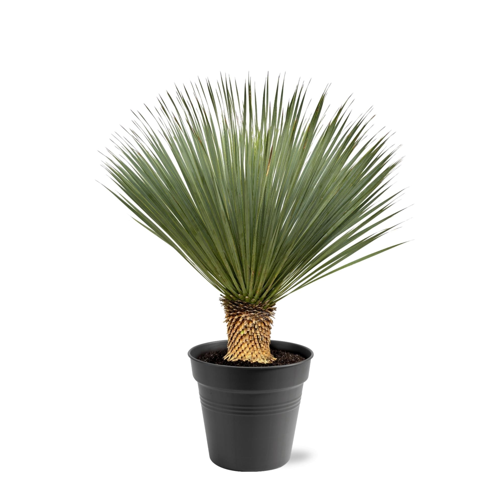 Außenpflanze Blaue Palmlilie Yucca Rostrata mit kurzem Stamm im Topf