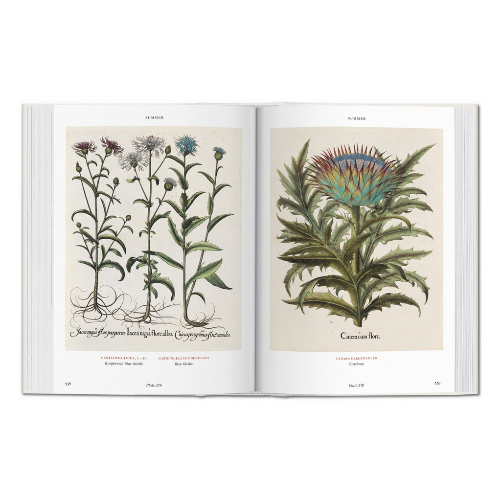 blick in die illustrierungen des florilegiums