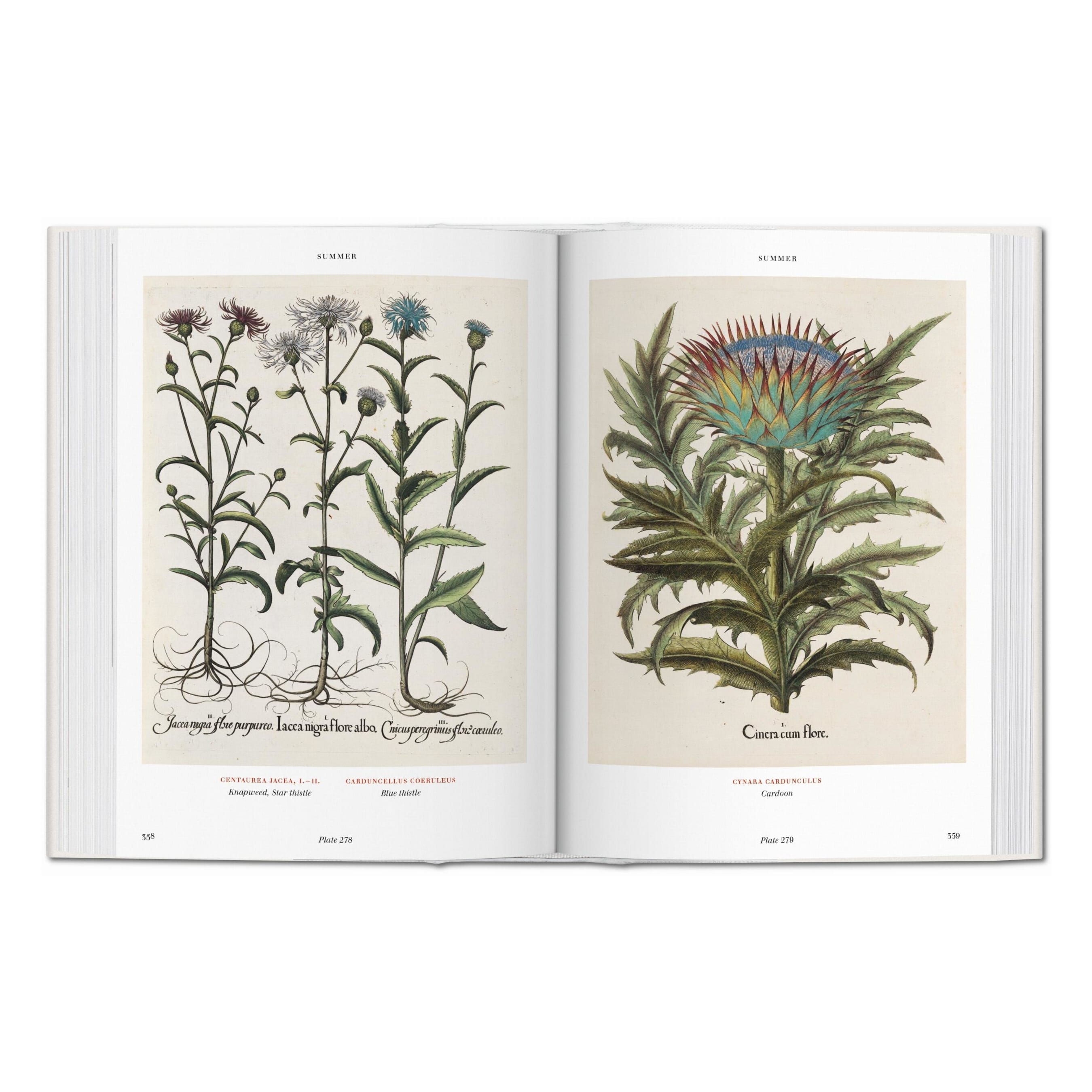 blick in die illustrierungen des florilegiums