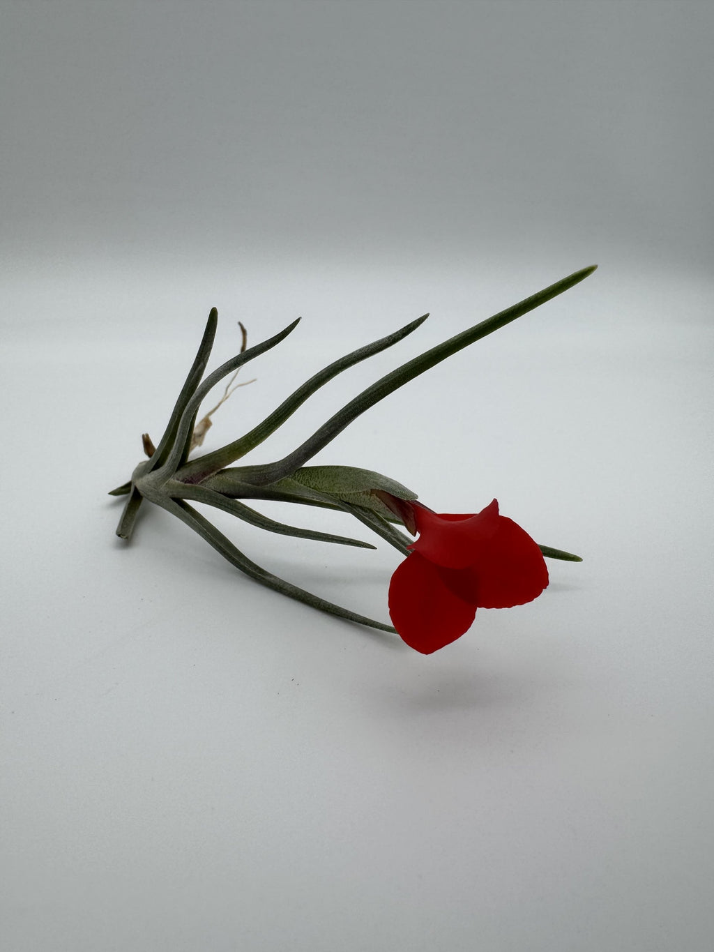 rot blühende tillandsia albertiana