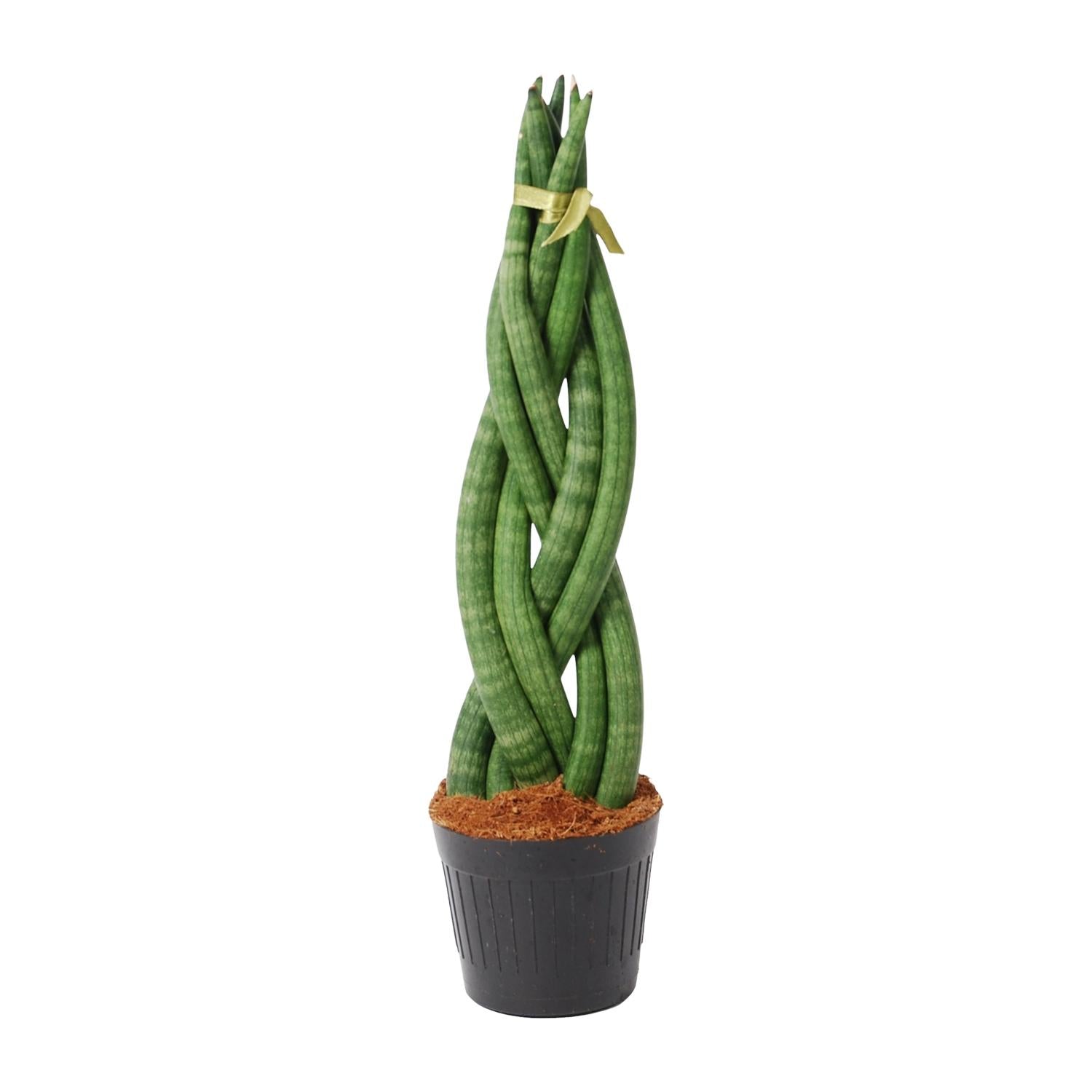 Zimmerpflanze Bogenhanf Sansevieria cylindrica mit geflochtenen Trieben im Topf