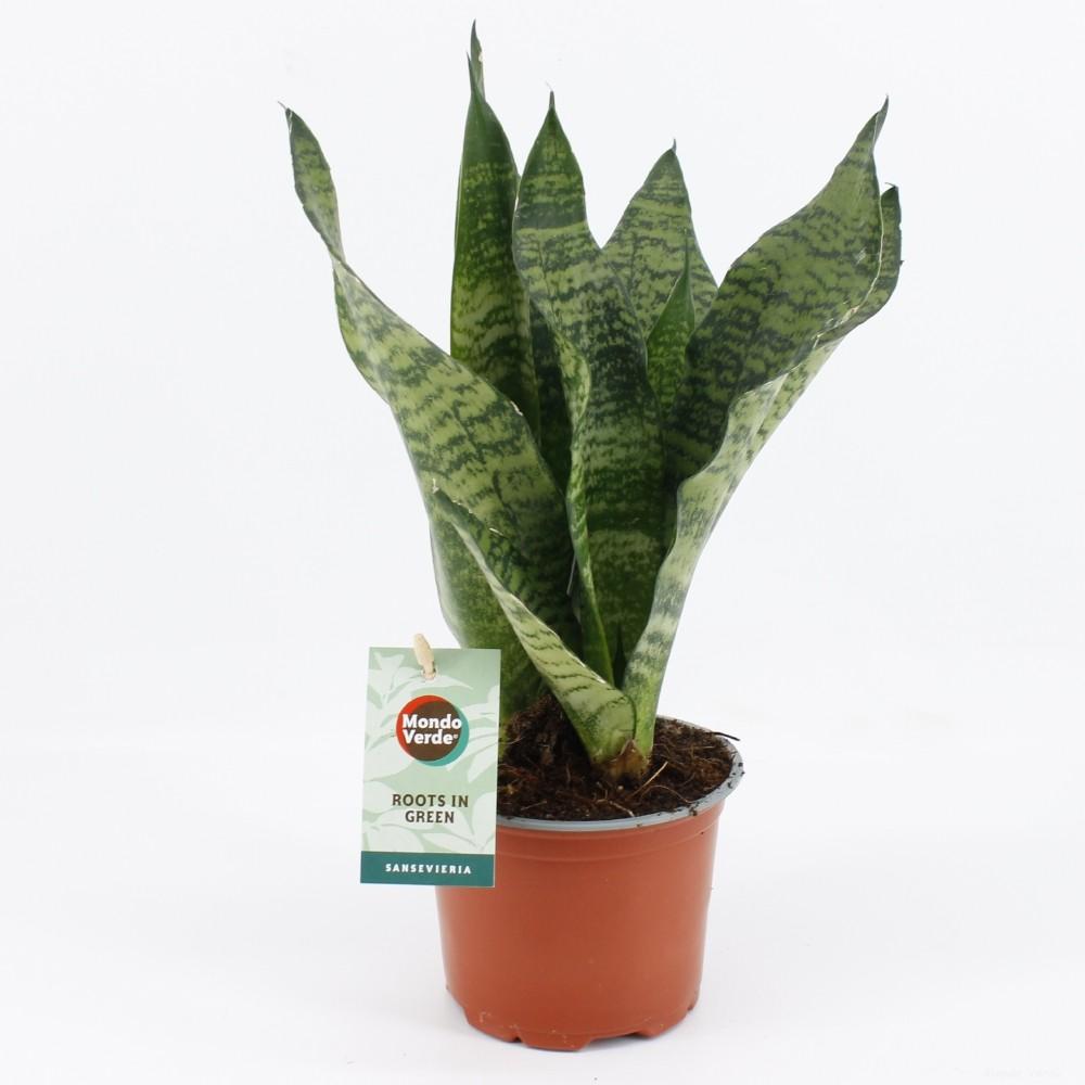 grüne Zimmerpflanze Bogenhanf Sansevieria Black Coral im Topf