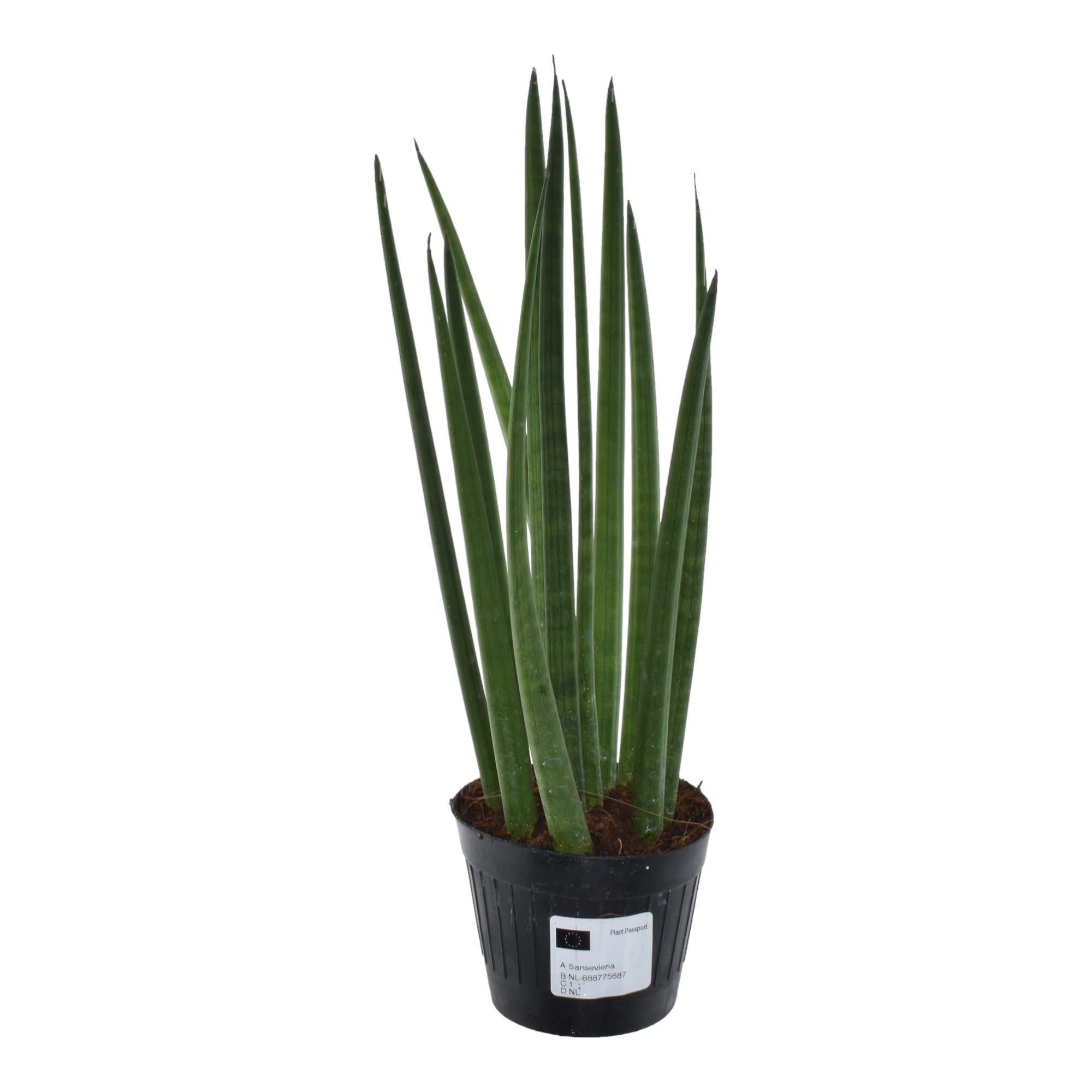 Zimmerpflanze Bogenhanf Sansevieria cylindrica 'Bacularis'im Topf