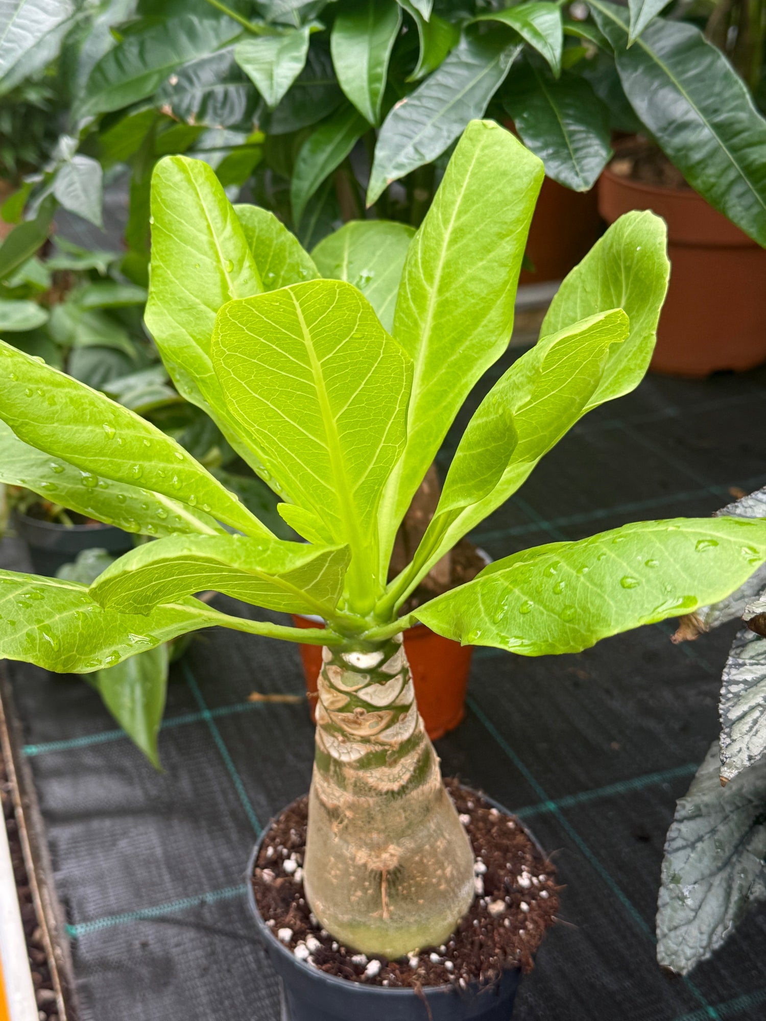 Zimmerpflanze Hawaiipalme Brighamia Insignis im Topf