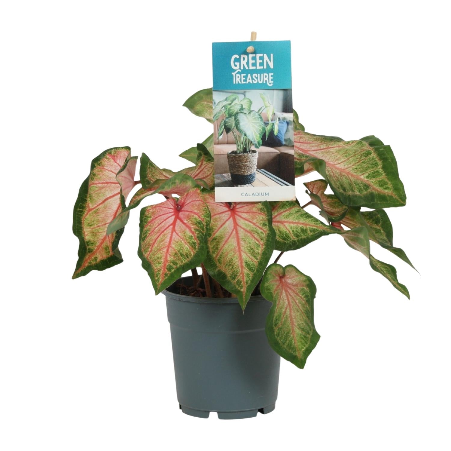 bunte Zimmerpflanze Buntblatt Caladium rosa im Topf