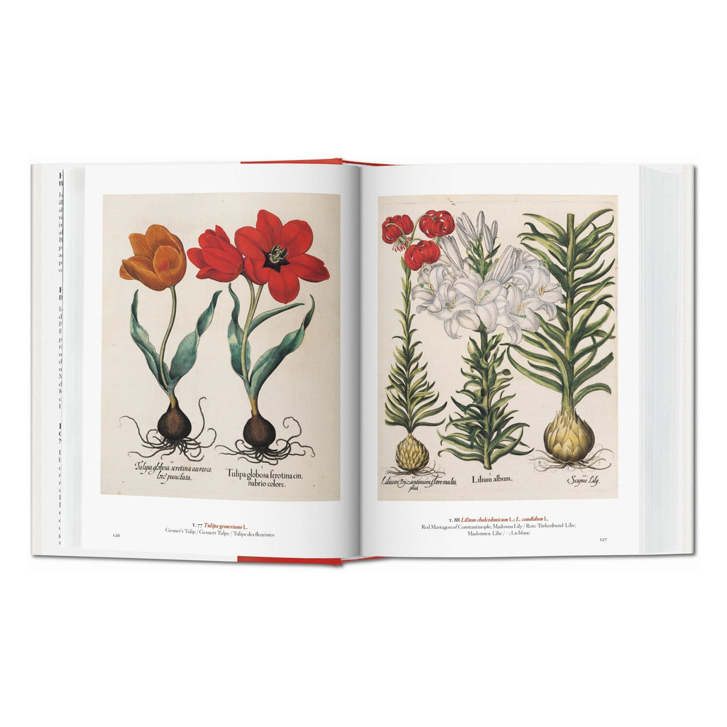 beispielhafte illustrationen aus dem Werk a garden eden