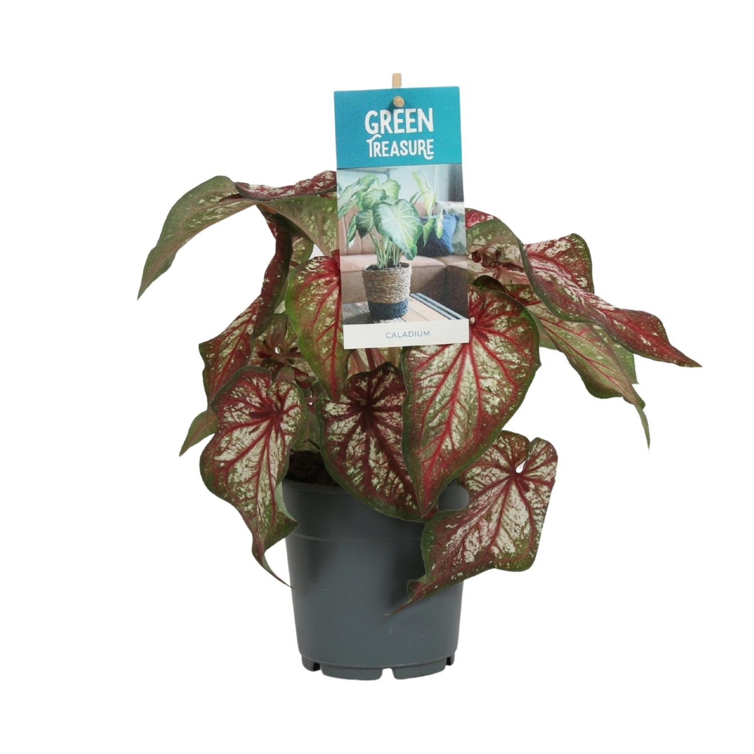 bunte Zimmerpflanze Buntwurz Caladium Bicolor im Topf