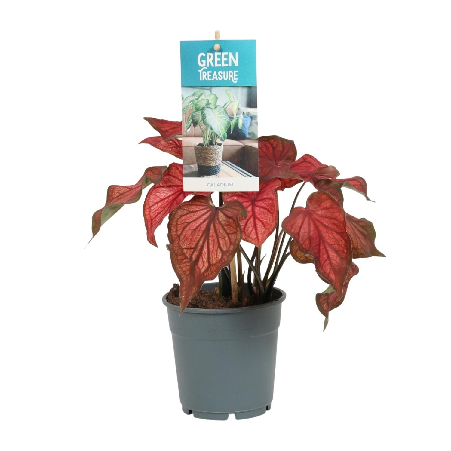 rote Zimmerpflanze Buntwurz Caladium Rot im Topf