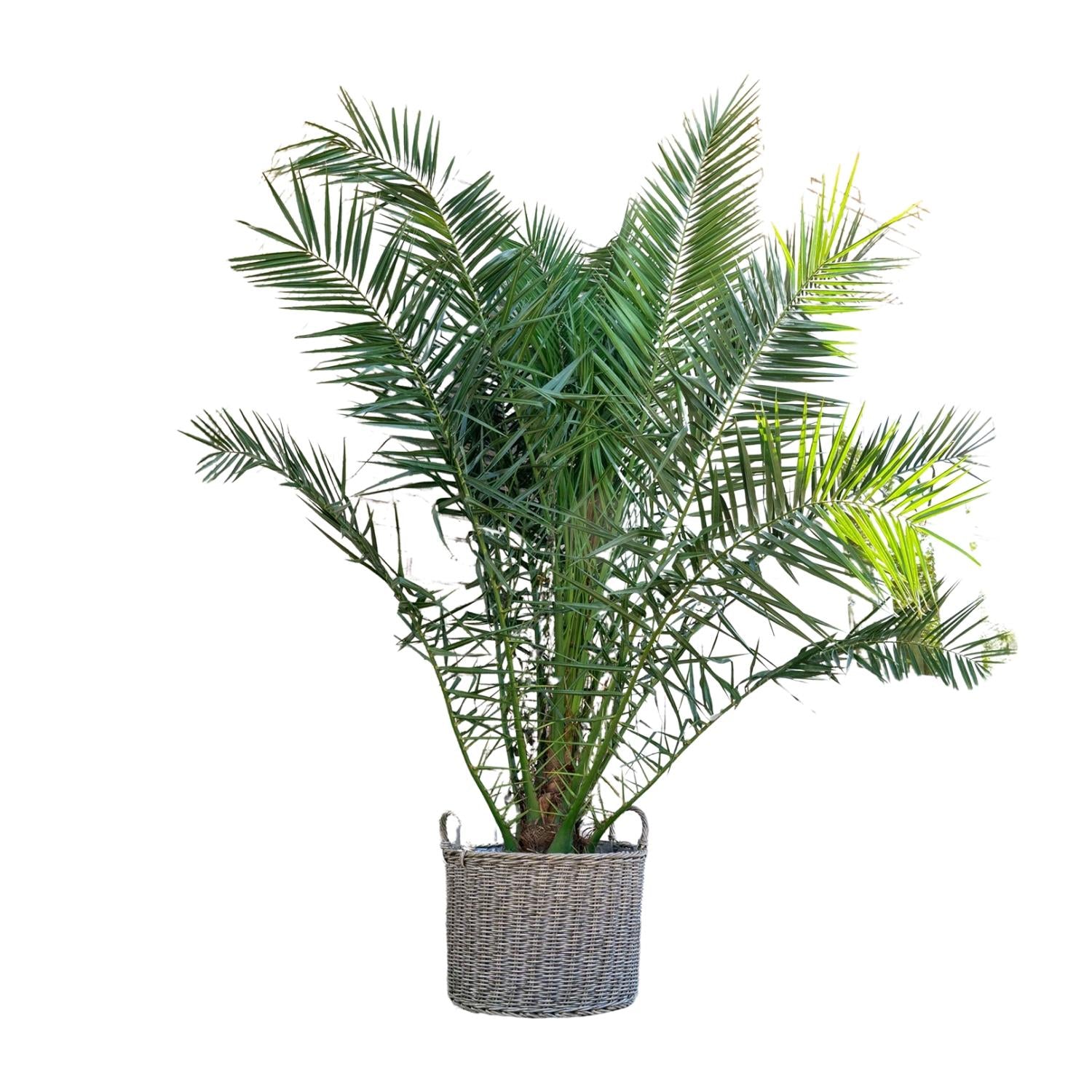 sehr buschige Balkon Garten und Terasse Kanarische Dattelpalme Phoenix Canariensis  im Topf