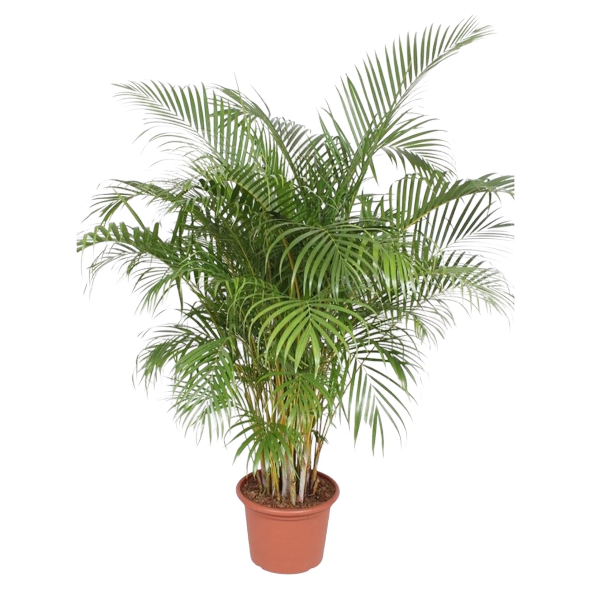 bvuschige Goldfruchtpalme Areca (Dypsis Lutescens) im Topf