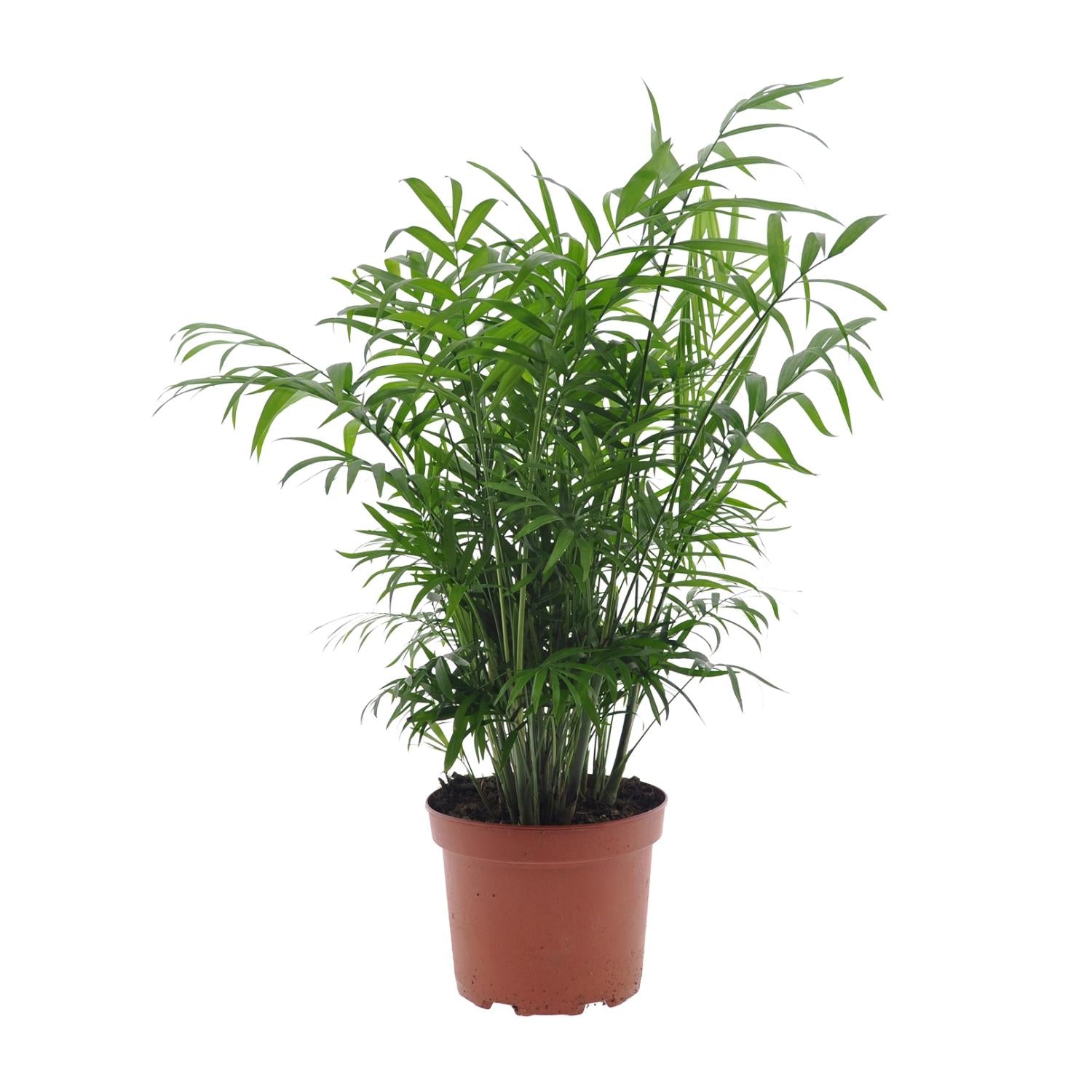 buschige Zimmerpflanze Bergpalme - Chamaedorea elegans im Topf