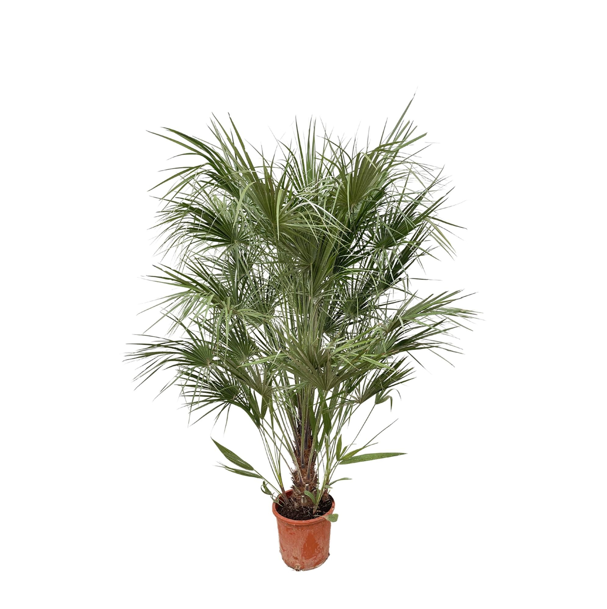 buschig gewachsene Balkon- Terasse- oder Gartenpflanze Zwergpalme Chamaerops Humilis  im Topf