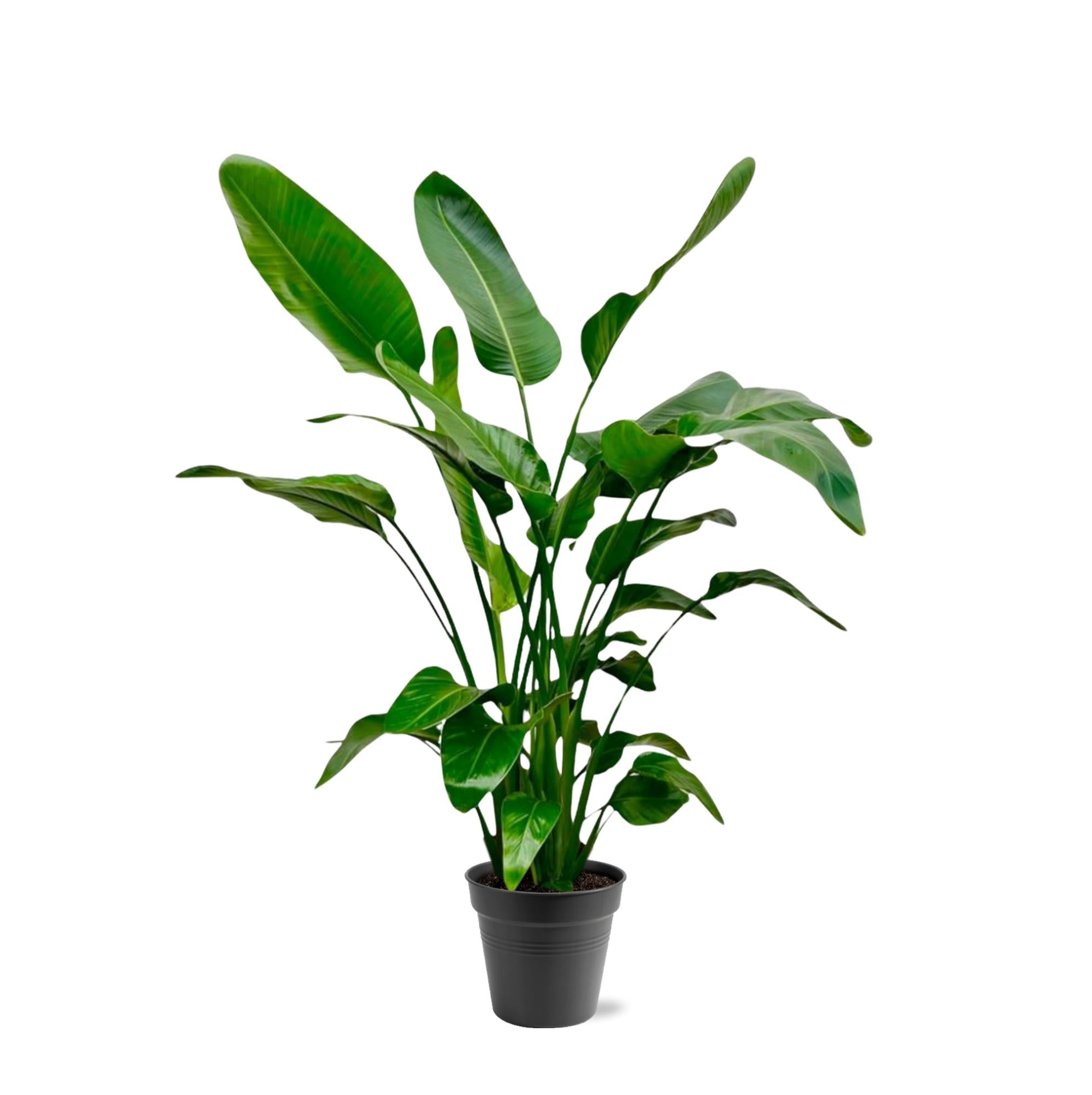 buschig gewachsene Paradiesvogelblume Strelitzia Nicolai im Topf