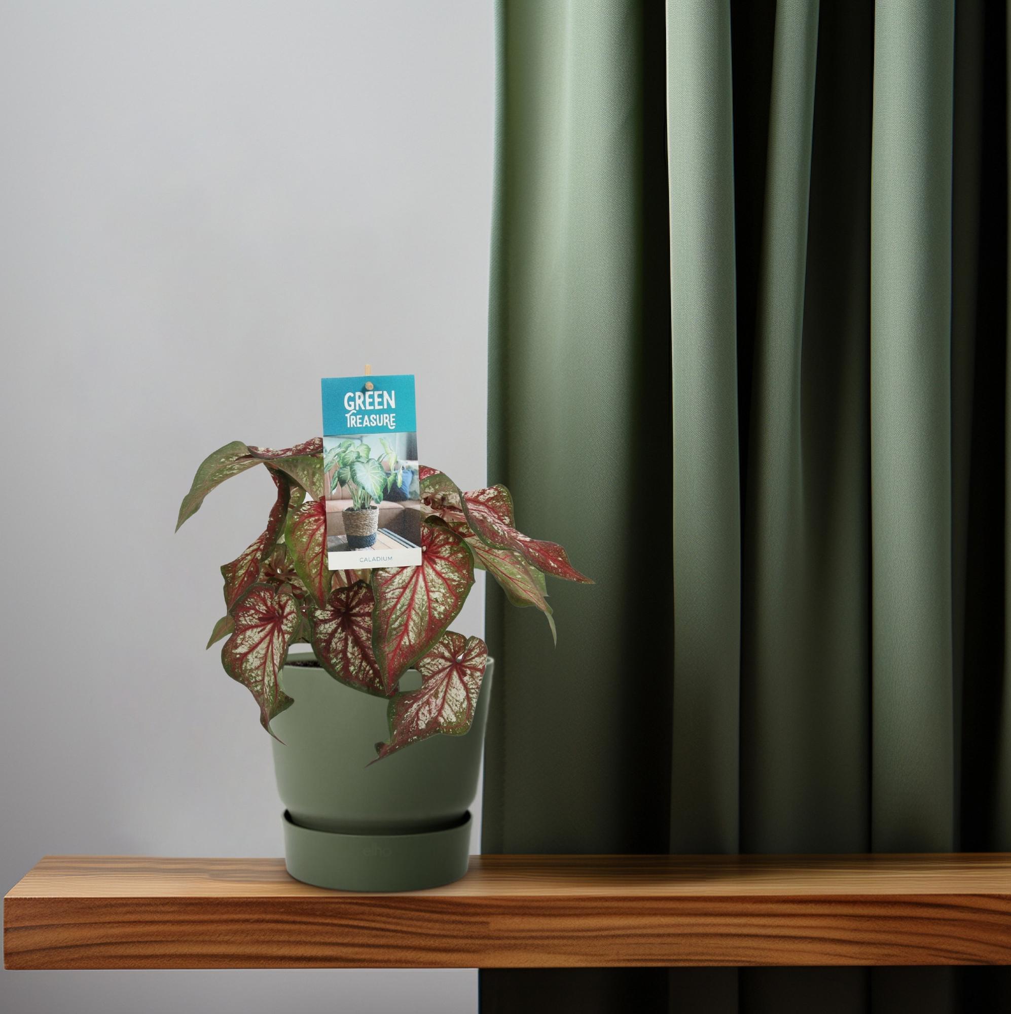 bunte Zimmerpflanze Buntwurz Caladium Bicolor auf einem Regal