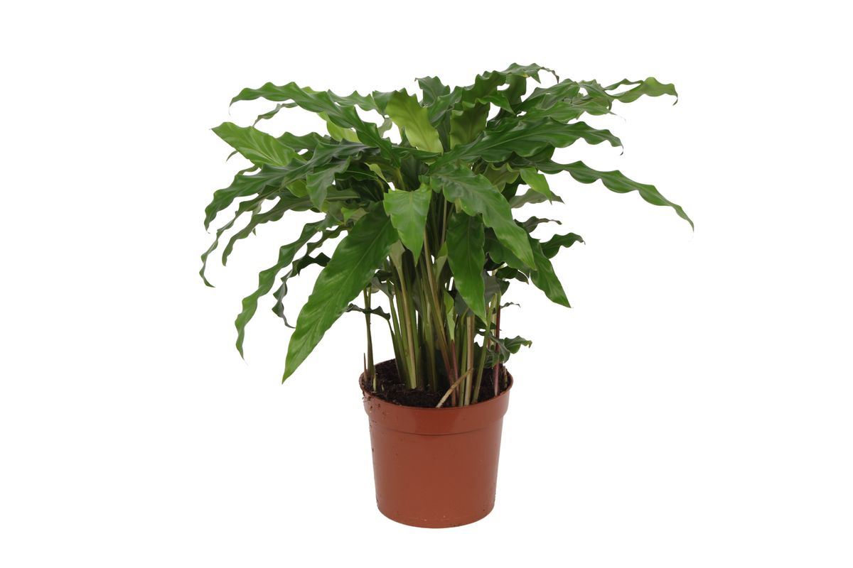 Zimmerpflanze Korbmarante Calathea Bluegrass im Topf