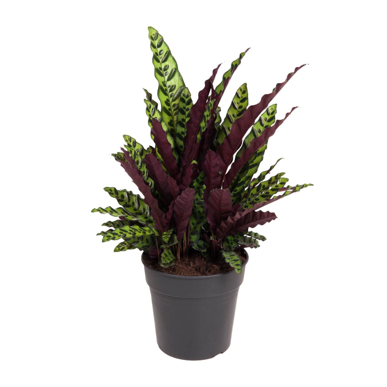 bunte Pflanze Klapperschlangen-Korbmaranthe Calathea Lancifolia  im Topf