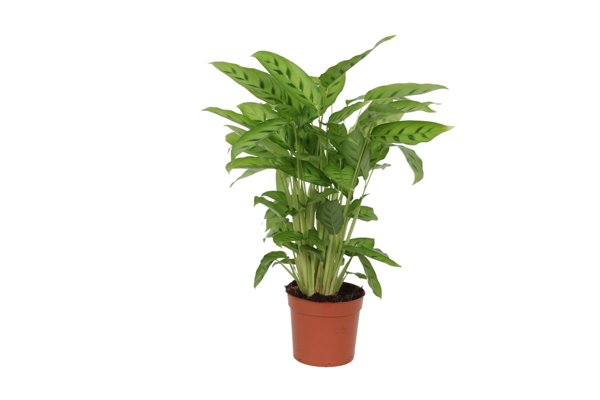 Topfpflanze Gebets-Pflanze Calathea Leopardina 