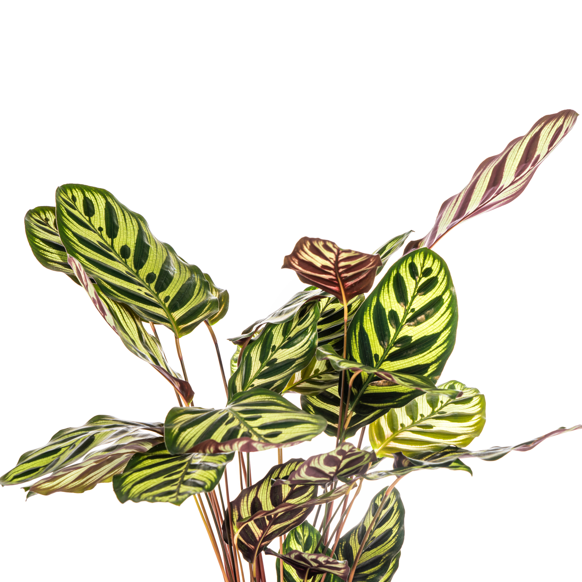Nahaufnahme der Blätter einer Zimmerpflanze Pfauenpflanze Calathea Makoyana