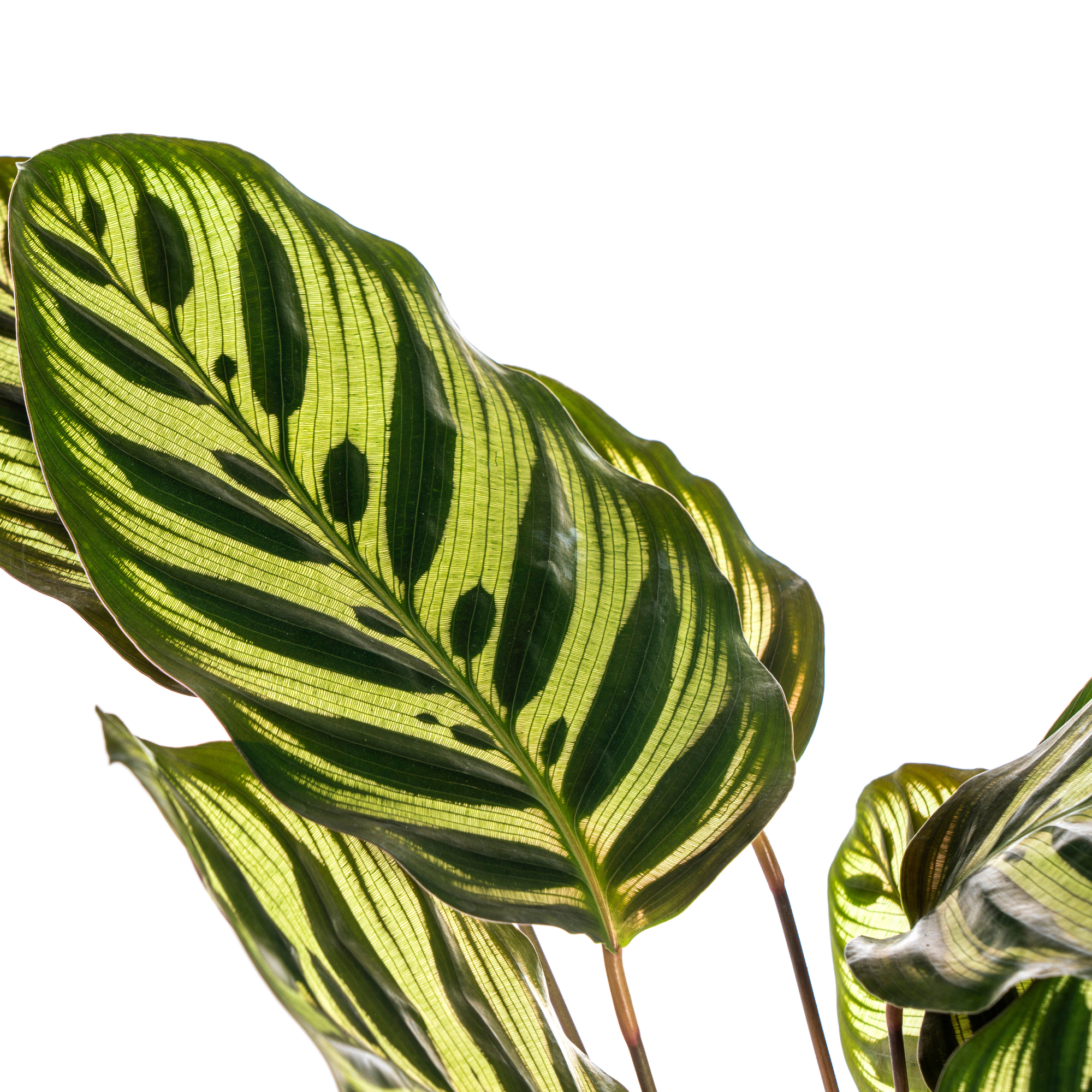 bunte Blätter einer Zimmerpflanze Pfauenpflanze Calathea Makoyana 
