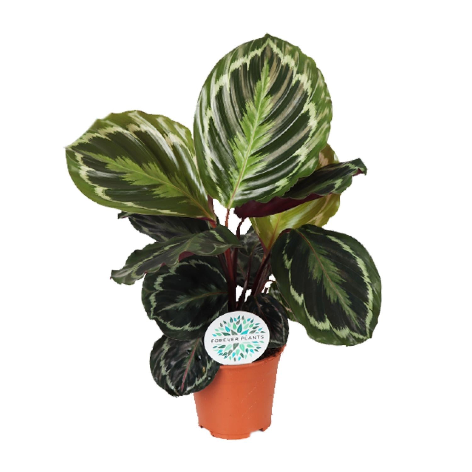 bunte Zimmerpflanze Korbmarante Calathea Medallion im Topf