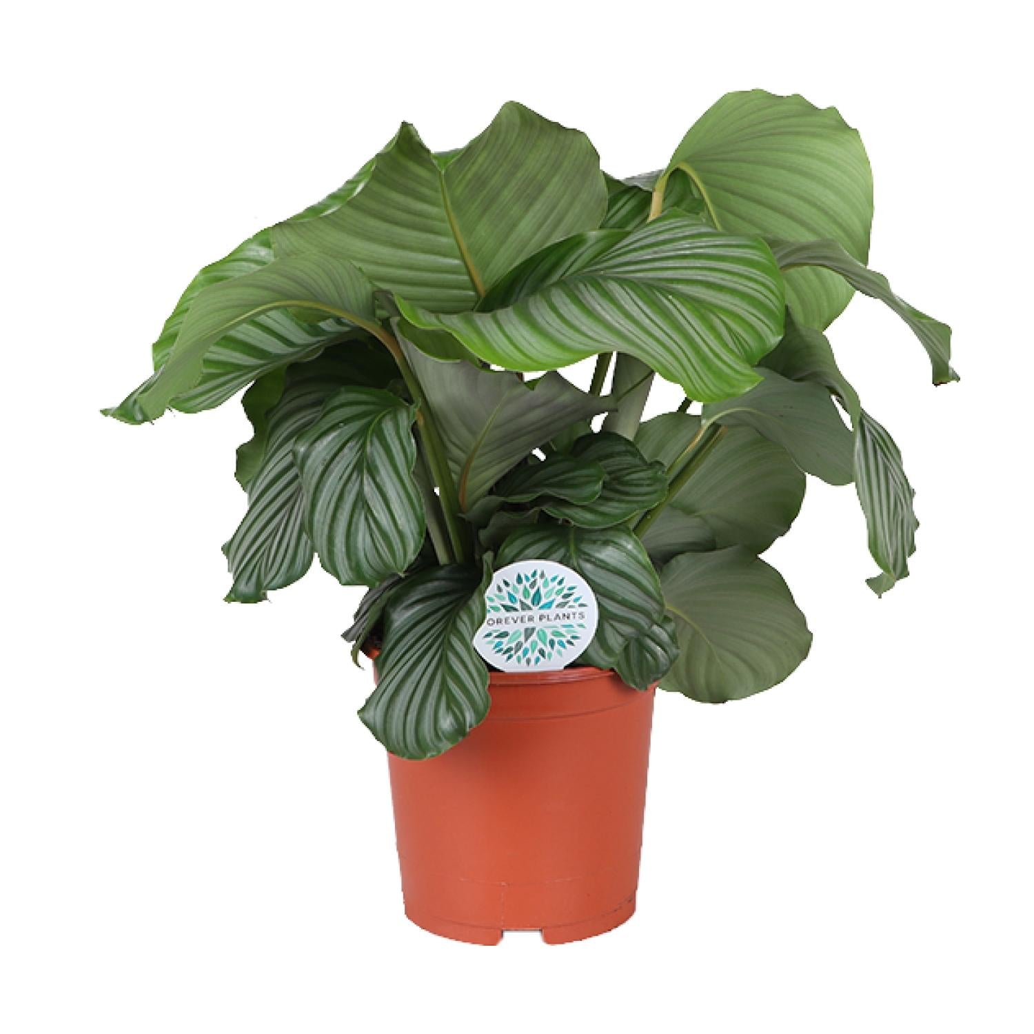 Zimmerpflanze Korbmarante Calathea Orbifolia im Topf