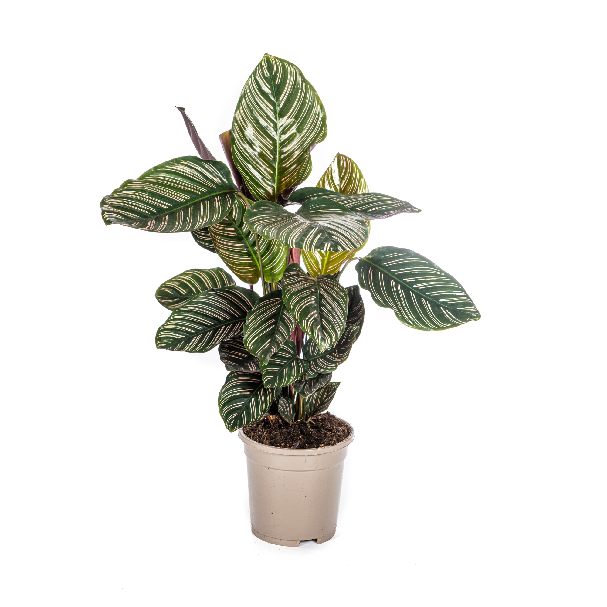bunte Zimmerpflanze gestreifte Korbmarante Calathea Ornata Sanderiana im Topf