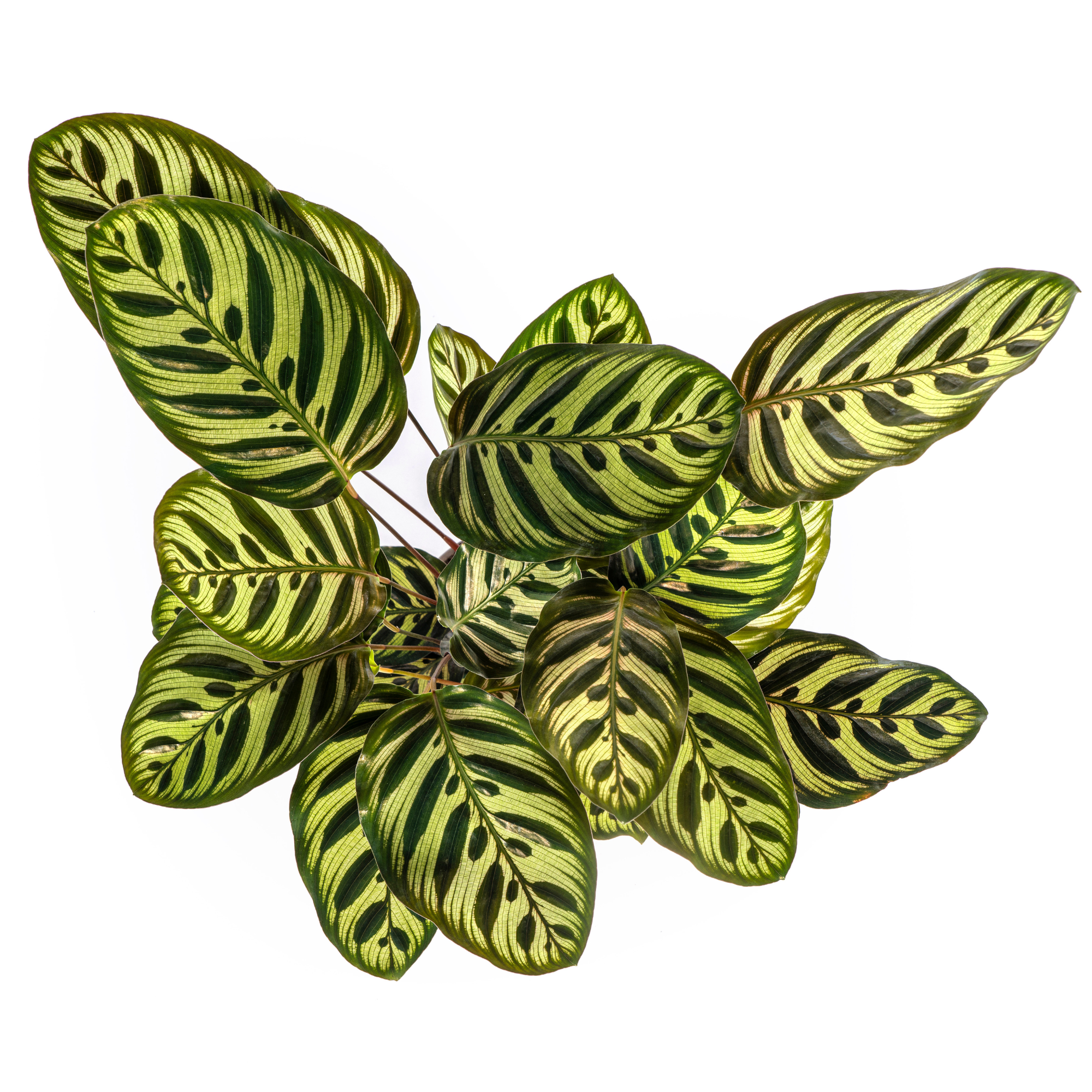 super schöne Pfauenpflanze Calathea Makoyana