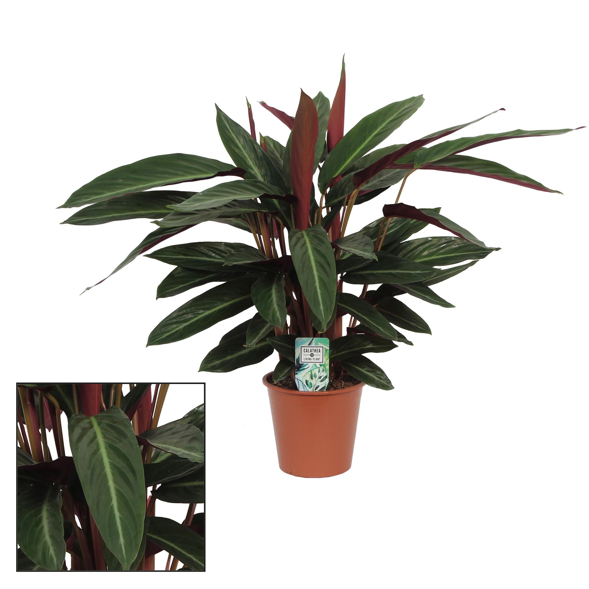 Zimmerpflanze Korbmarante Calathea Stripestar im Topf