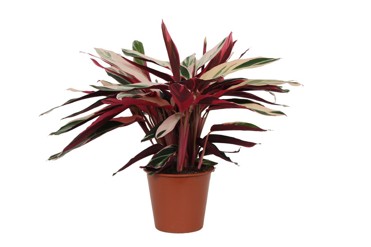 Zimmerpflanze Dreifarbige Korbmarante Calathea Triostar (Stromanthe) im Topf