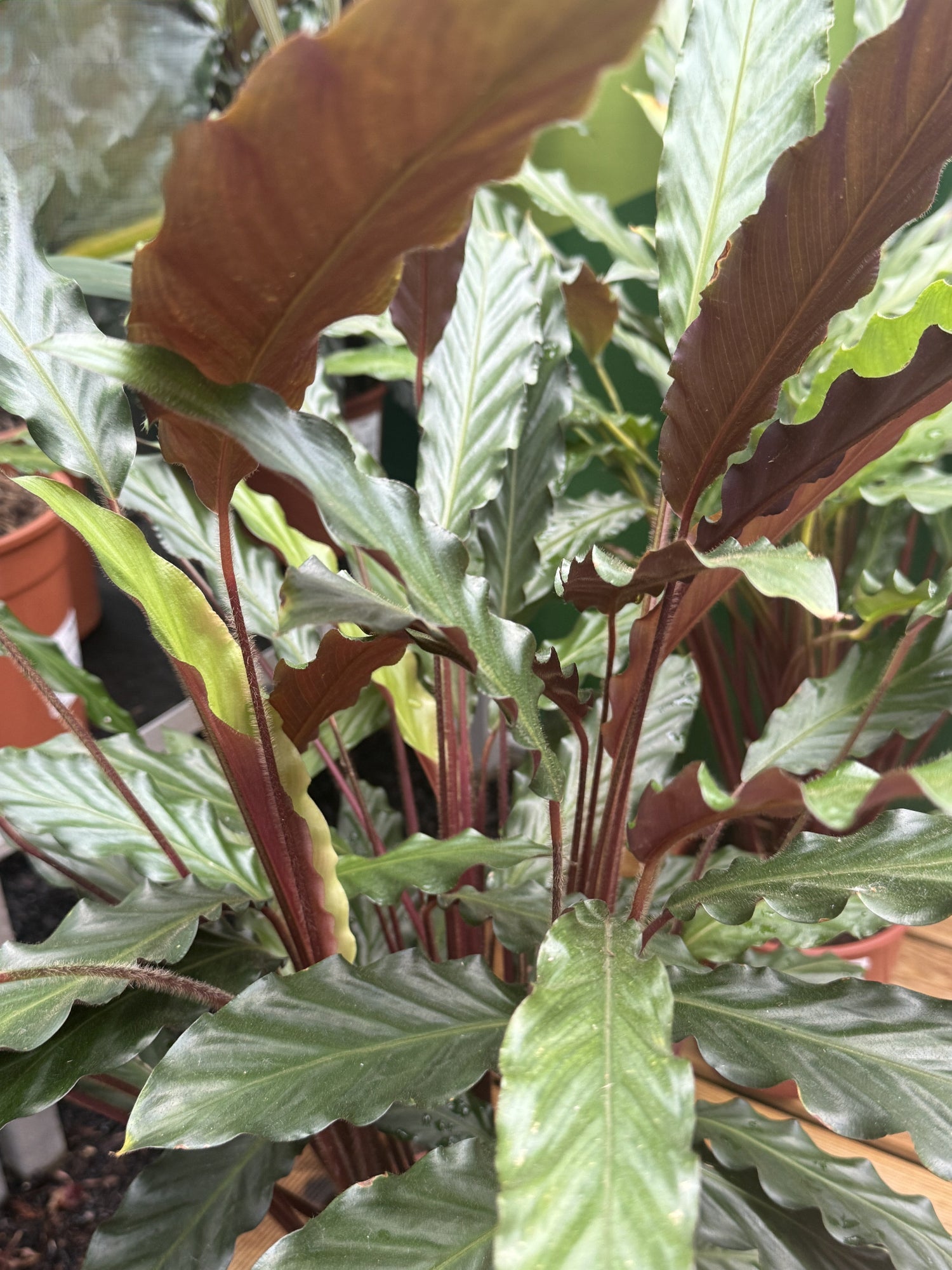 Zimmerpflanze Korbmarante Calathea Wavestar Nahaufnahme Blätter