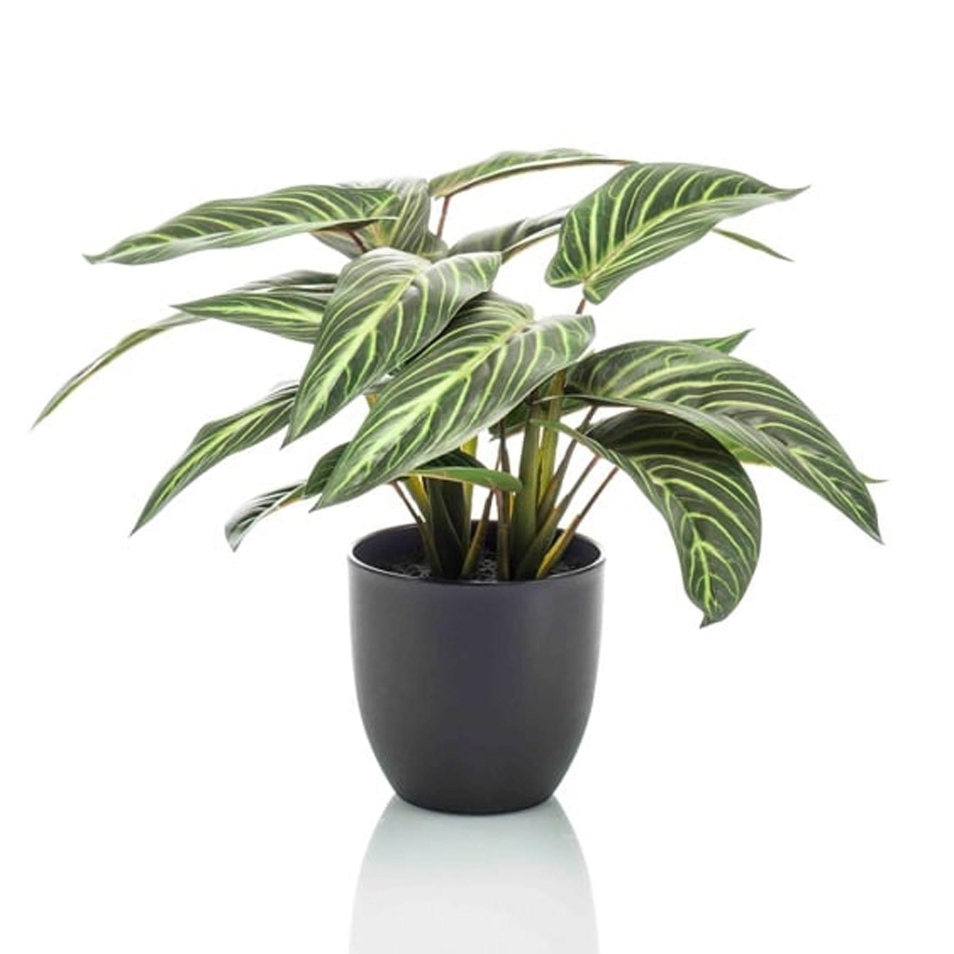 wunderbar echt aussehende Kunstpflanze Calathea Zebrina
