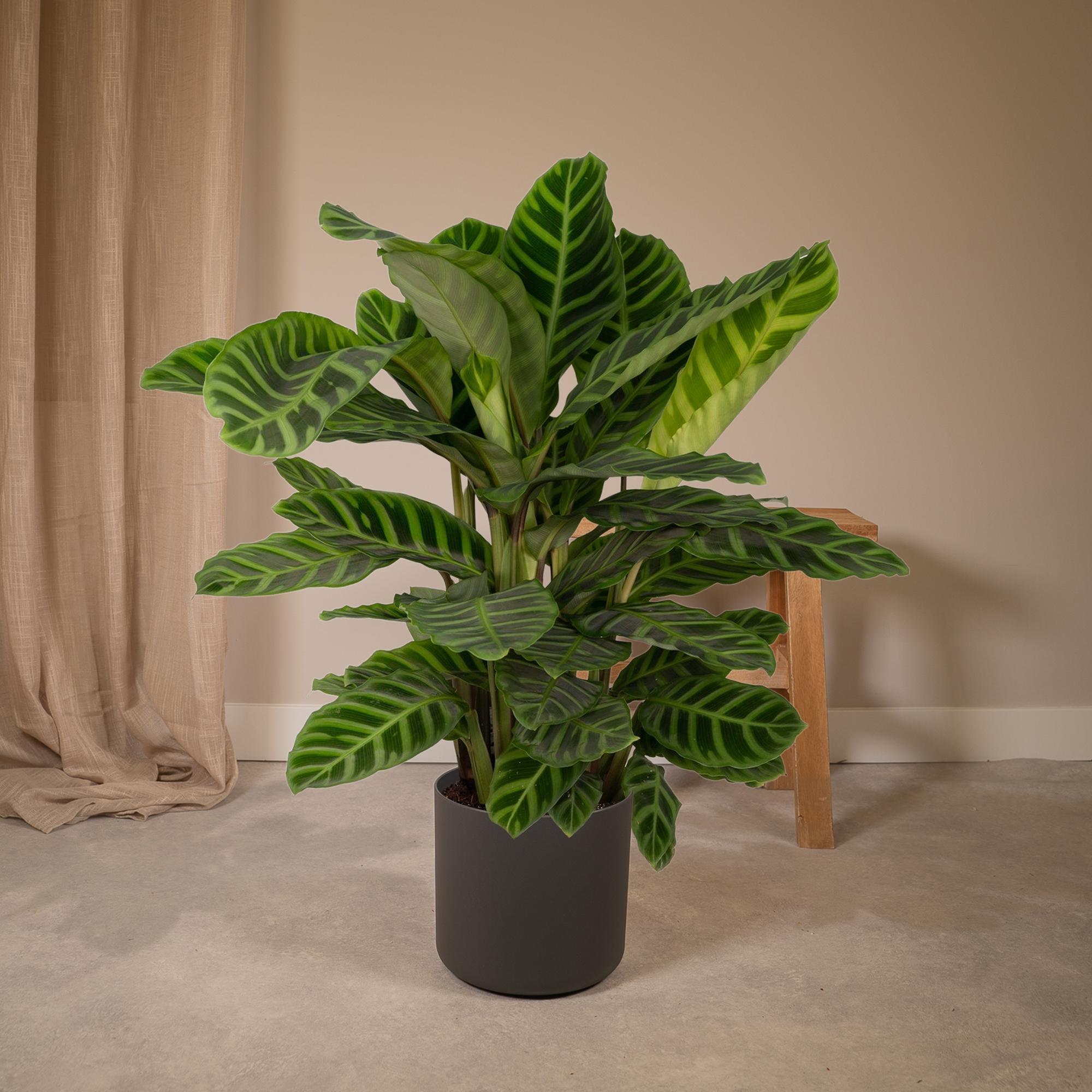 Zimmerpflanze Pfauenpflanze Calathea Zebrina im Wohnzimmer