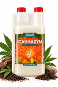 Canna Blütenbildung