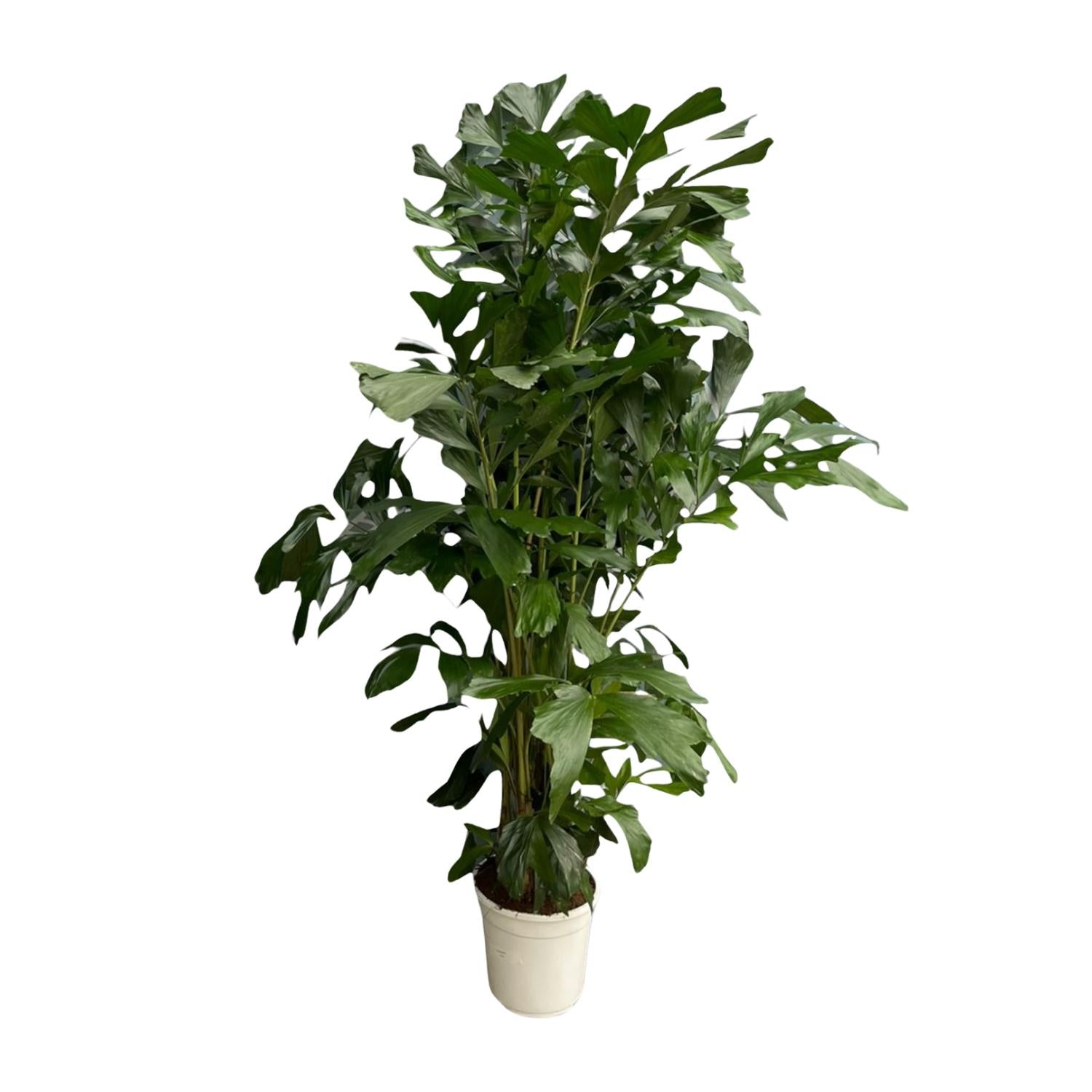 buschige Zimmerpflanze Fisschwanzpalme caryota mitis im Topf