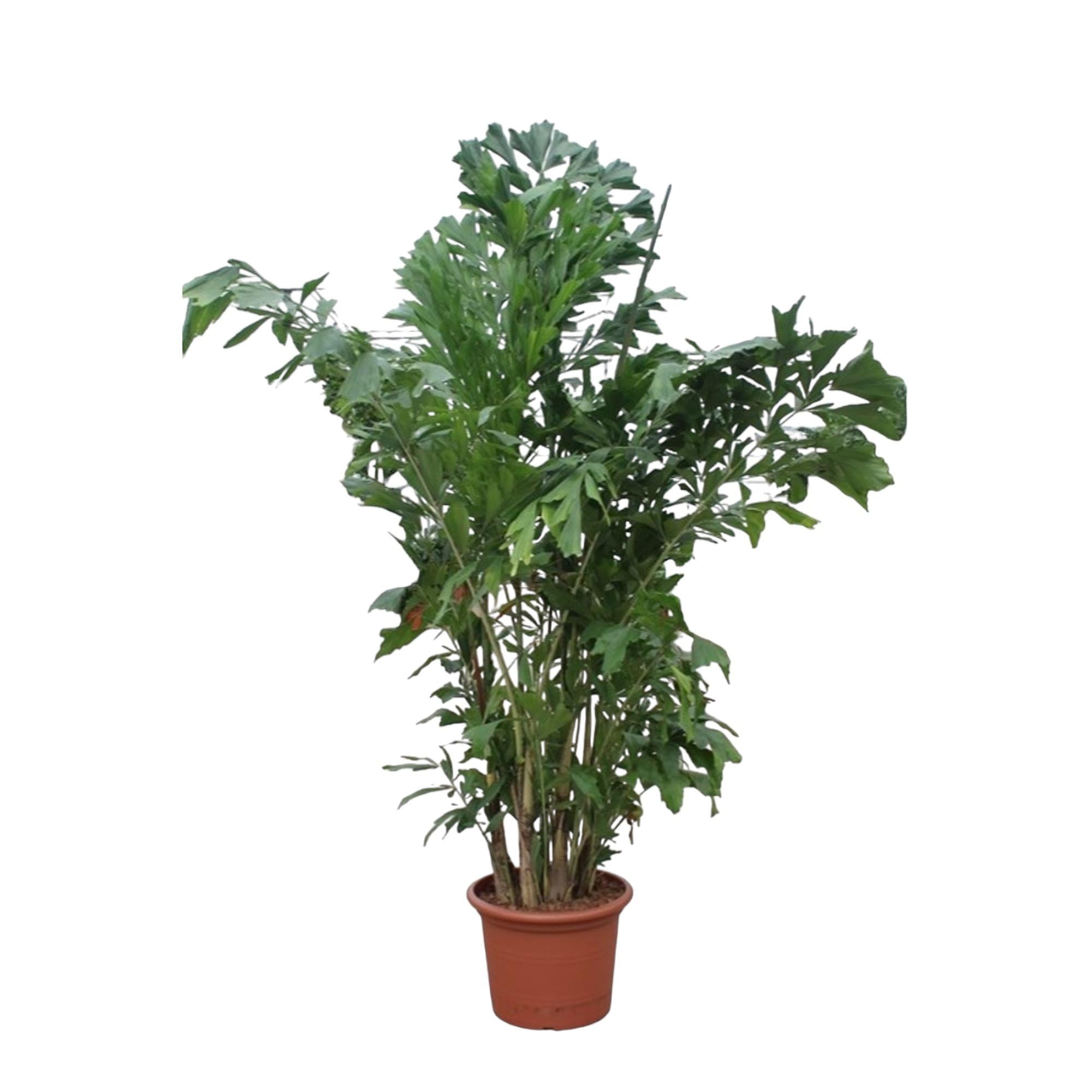 Zimmerpflanze Fischschwanzpalme Caryota Mitis im Topf