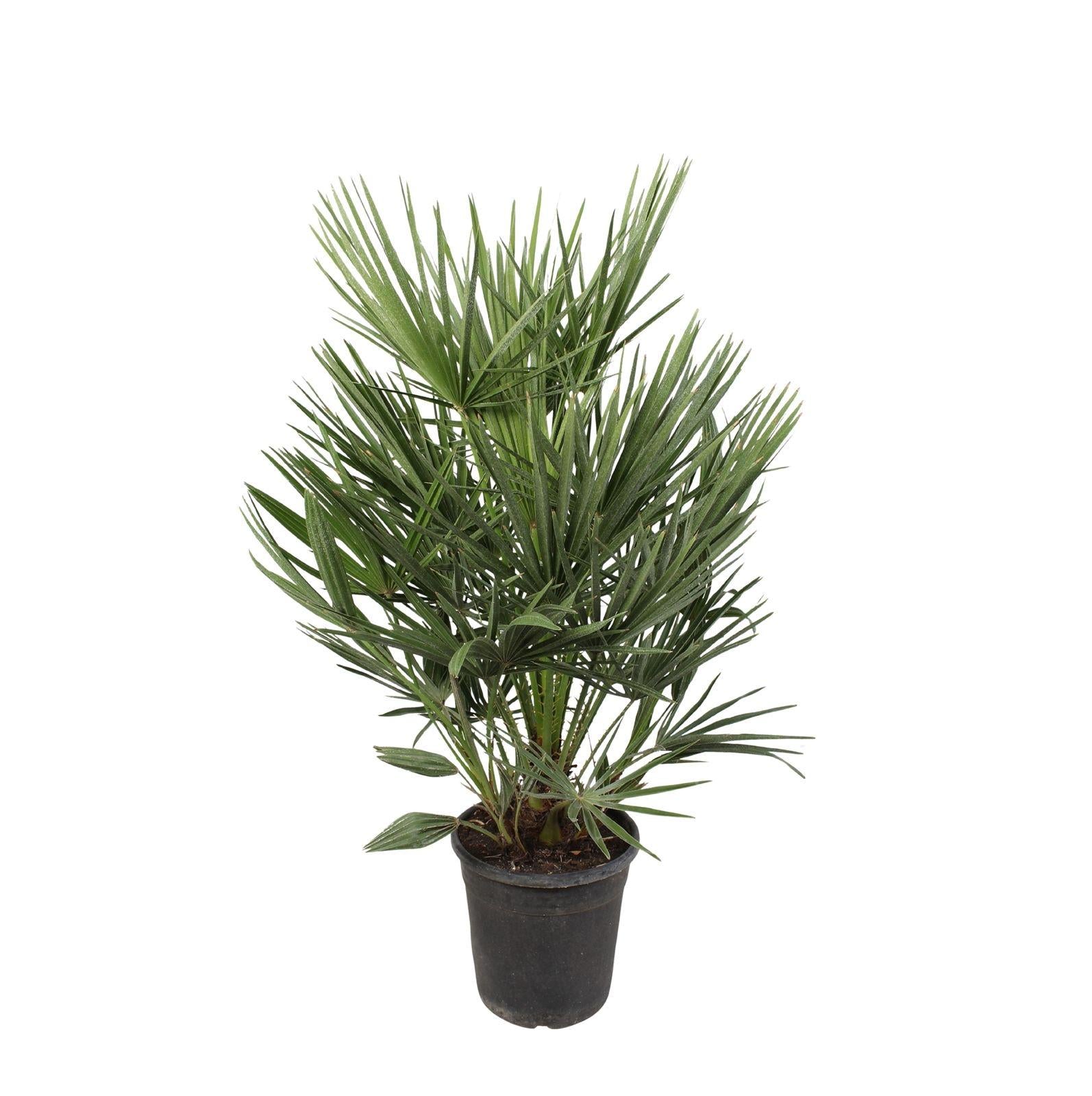 Balkon- Terasse- oder Gartenpflanze Zwergpalme Chamaerops Humilis  im Topf