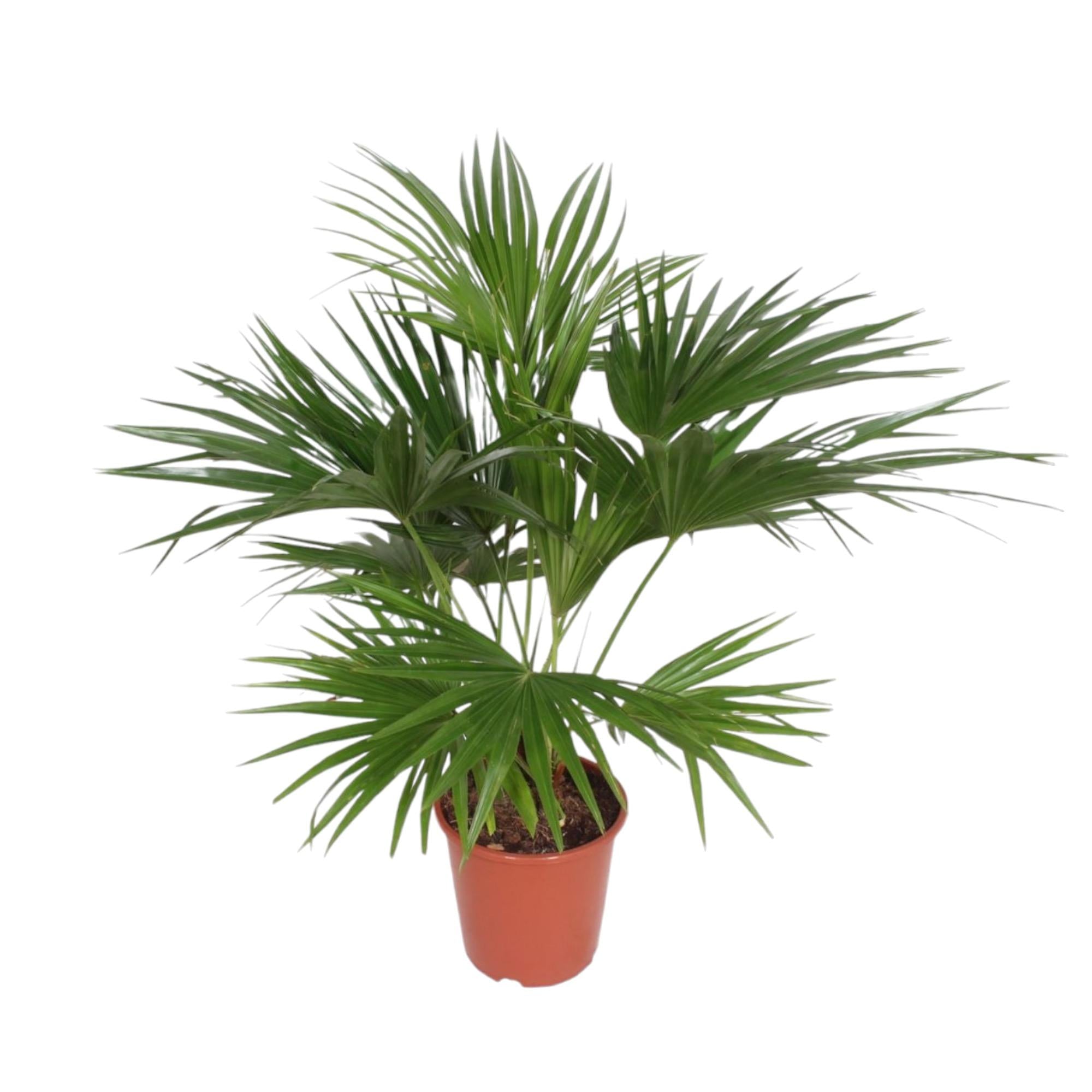 Chinesische Fächerpalme Livistona Chinensis - große grüne Palme für den Balkon oder den Garten im Topf