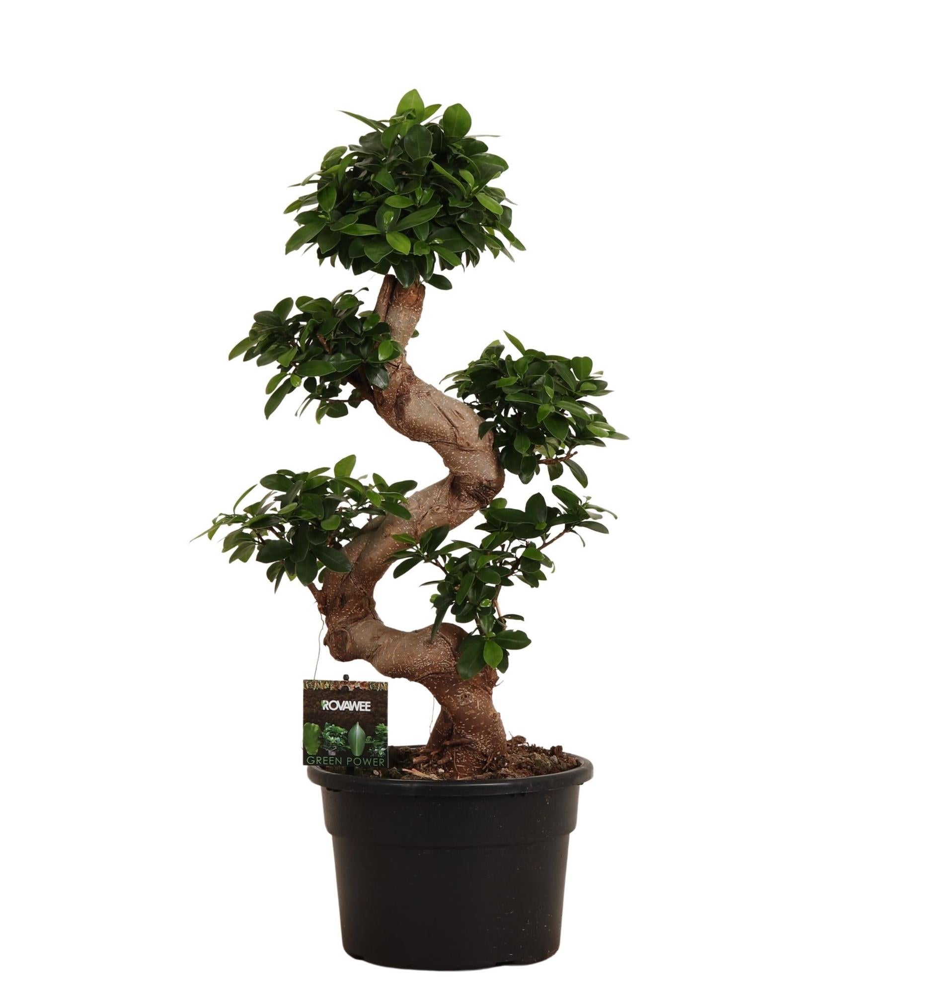 Zimmerpflanze Chinesische Feige Ficus Microcarpa Ginseng im Topf
